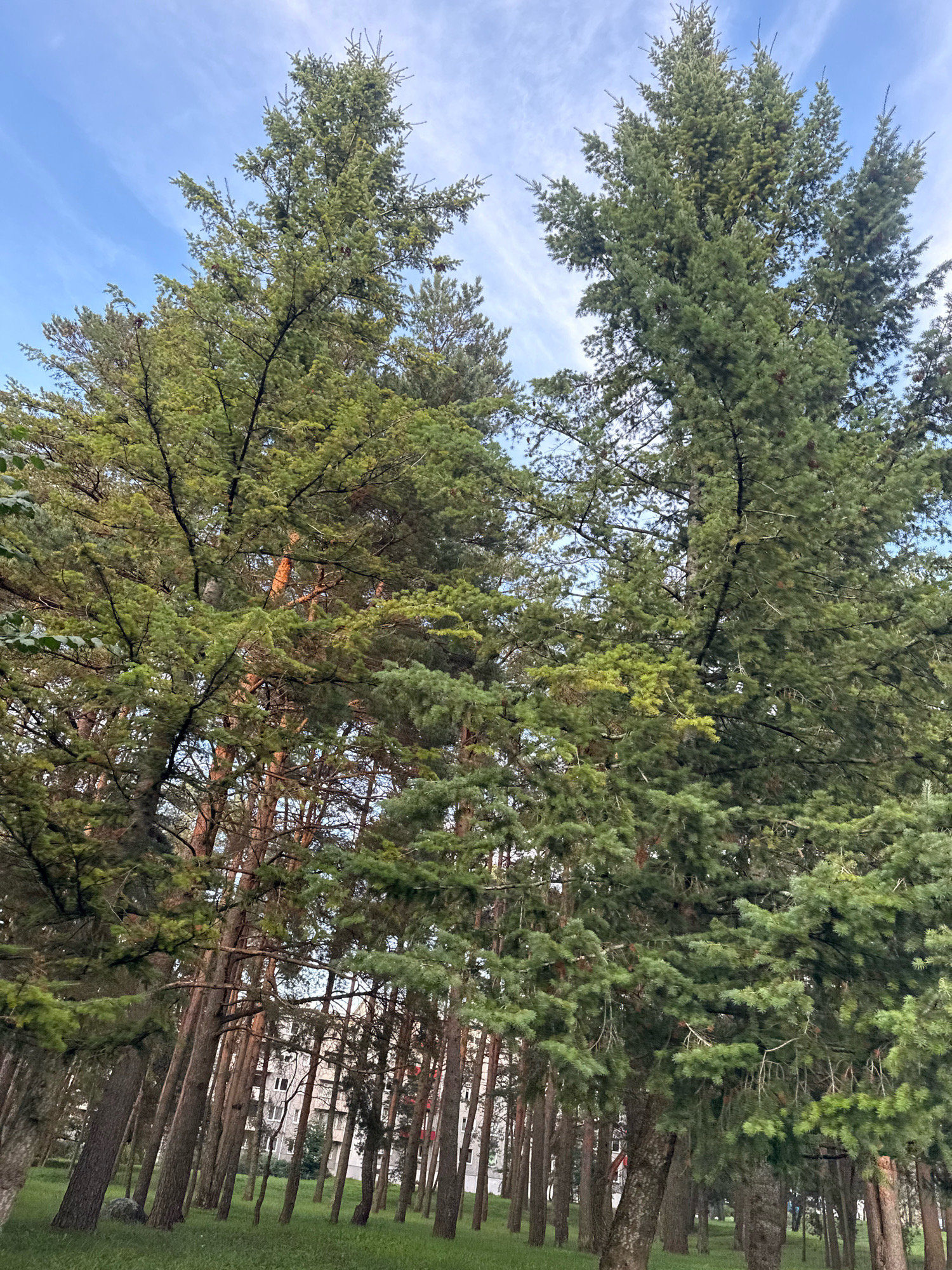 The image shows a dense stand of tall evergreen trees, primarily pines, in a park-like setting. The trees have thick, rough bark and abundant green needles. The canopy is lush and extends towards a partly cloudy blue sky. In the background, a multi-story building with a white facade and visible windows is partially obscured by the trees, suggesting an urban or suburban environment. The ground is covered in green grass, and the overall impression is one of a natural area within or on the edge of a developed area. This scene is consistent with numerous parks and green spaces found throughout Tallinn, Estonia, such as Kadriorg Park or the area surrounding Pirita beach. There are no people visible in the image.