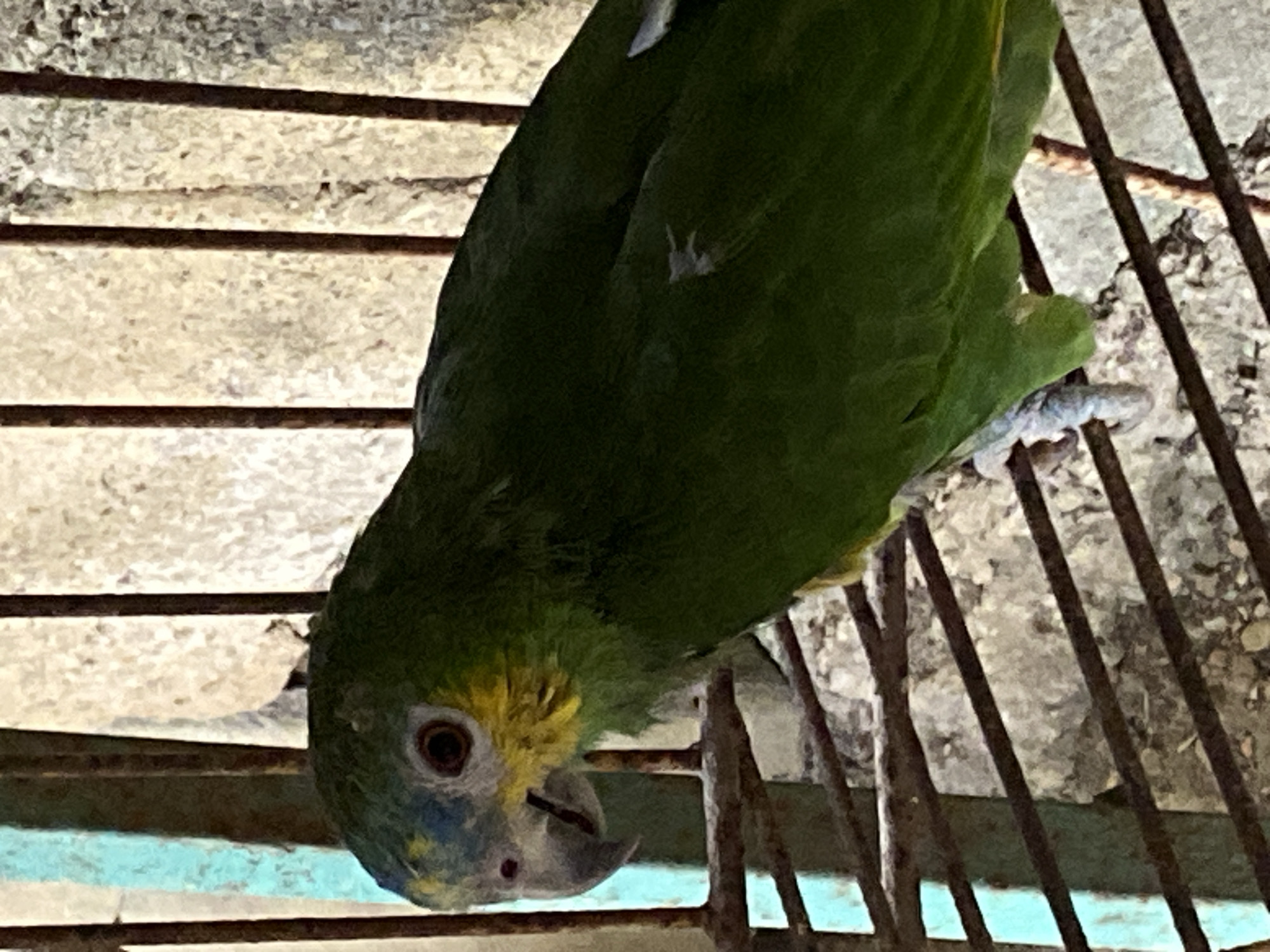 A green parrot, likely an Amazon parrot due to the yellow on its head, perches inside a cage. The cage appears old and rusty, with narrow vertical bars and horizontal supports. The parrot is positioned upside down, looking directly at the camera. The background is a faded, textured wall, possibly concrete or plaster. This image was taken in the city of Tinaquillo, Venezuela.