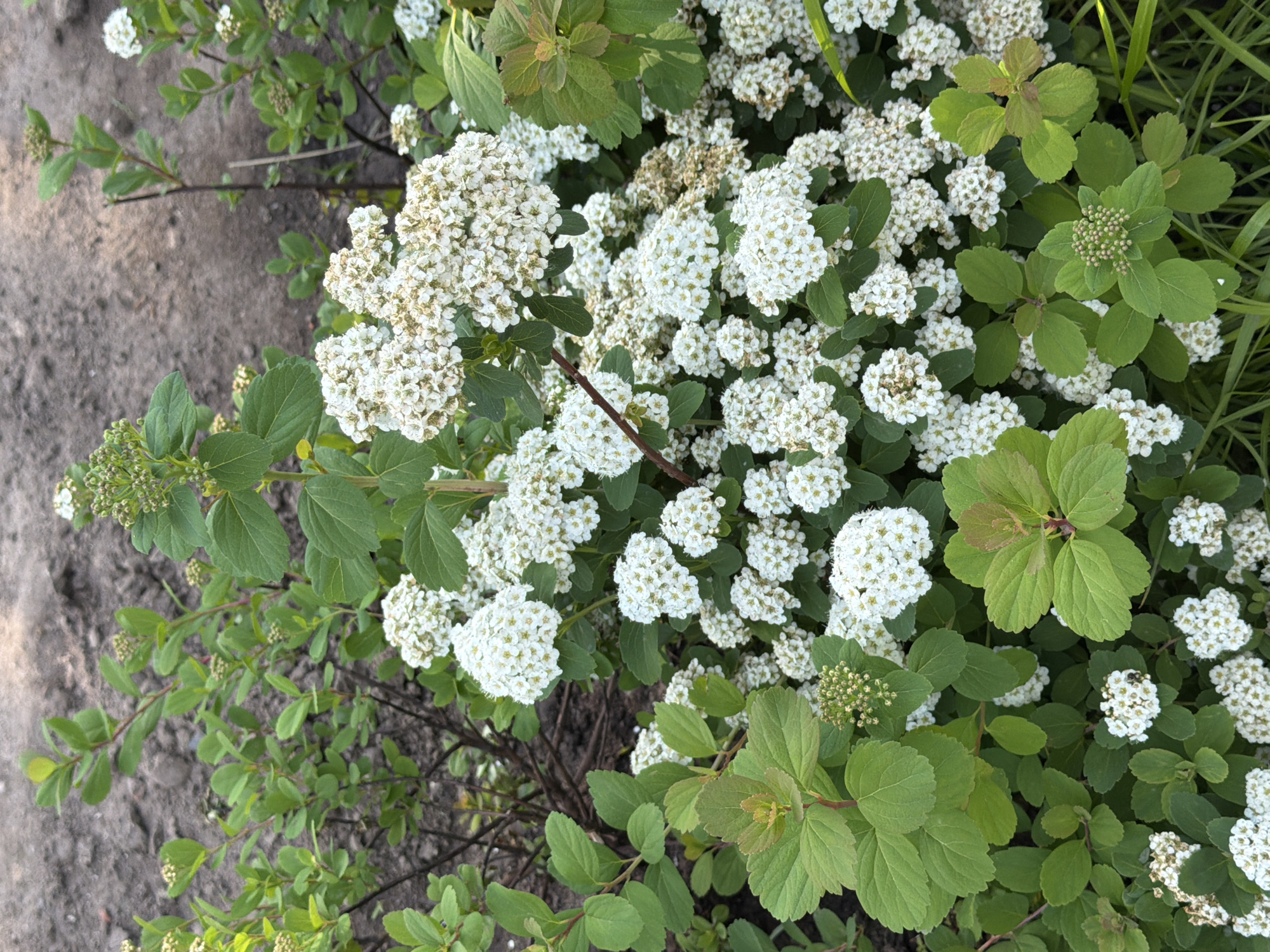 The image depicts a close-up view of a flowering shrub, likely a Spiraea species, densely covered with numerous small white flowers arranged in flattened clusters (corymbs). The flowers are predominantly white, with some exhibiting a subtle yellowish-brown discoloration, possibly from age or pollen. The plant's foliage consists of oval-shaped green leaves, with some newer growth showing a distinct reddish-brown tint at the tips and margins. Several clusters of unopened, green flower buds are visible among the leaves and flowers. The shrub's branches are dark and slender, partially obscured by the dense foliage and blooms. The background is a mix of dark, earthy soil or ground cover, showing some texture and scattered dry debris, interspersed with additional green plant stems and leaves, some of which appear to be part of the same shrub or adjacent vegetation. Natural lighting suggests an outdoor environment. The specific location in the city of Moscow, Russia, cannot be determined from the visual information present in the image.