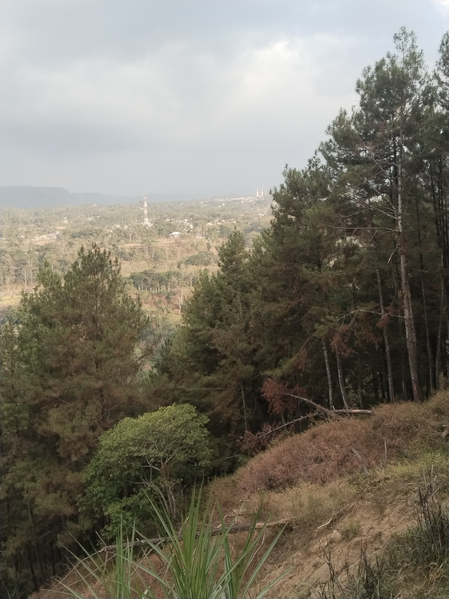 The image captures a panoramic view of a hilly landscape, dominated by a dense forest of pine trees in the foreground and mid-ground. The trees are tall and evergreen, with their branches reaching towards a hazy, overcast sky. The terrain slopes downwards from right to left, revealing patches of dry, brown vegetation and exposed soil on the hillside. In the distance, a sprawling settlement is visible, characterized by scattered houses and buildings nestled amidst a mix of trees and cultivated land. A tall communication tower with a white structure and red accents stands prominently in the center of the settlement, indicating its location in or near Sokatengah, Indonesia. The overall atmosphere is serene and natural, with the subtle presence of human habitation blending into the surrounding environment.