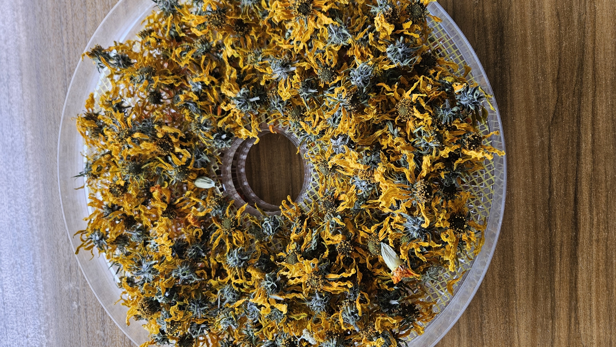 The image shows a close-up, overhead view of a food dehydrator tray filled with dried yellow and gray flowers. The tray is round and made of clear plastic with a woven yellow mesh pattern. A circular opening is visible in the center of the tray. The dried flowers are spread unevenly across the tray, with some clusters appearing more dense than others. The background consists of a wooden surface with a visible wood grain. There are no people or animals present in the image, and no visible signs of activity or interaction. The scene is static and appears to be an indoor still life. The image does not contain any information that would place it in Kapūņi, Latvia, or any specific city.