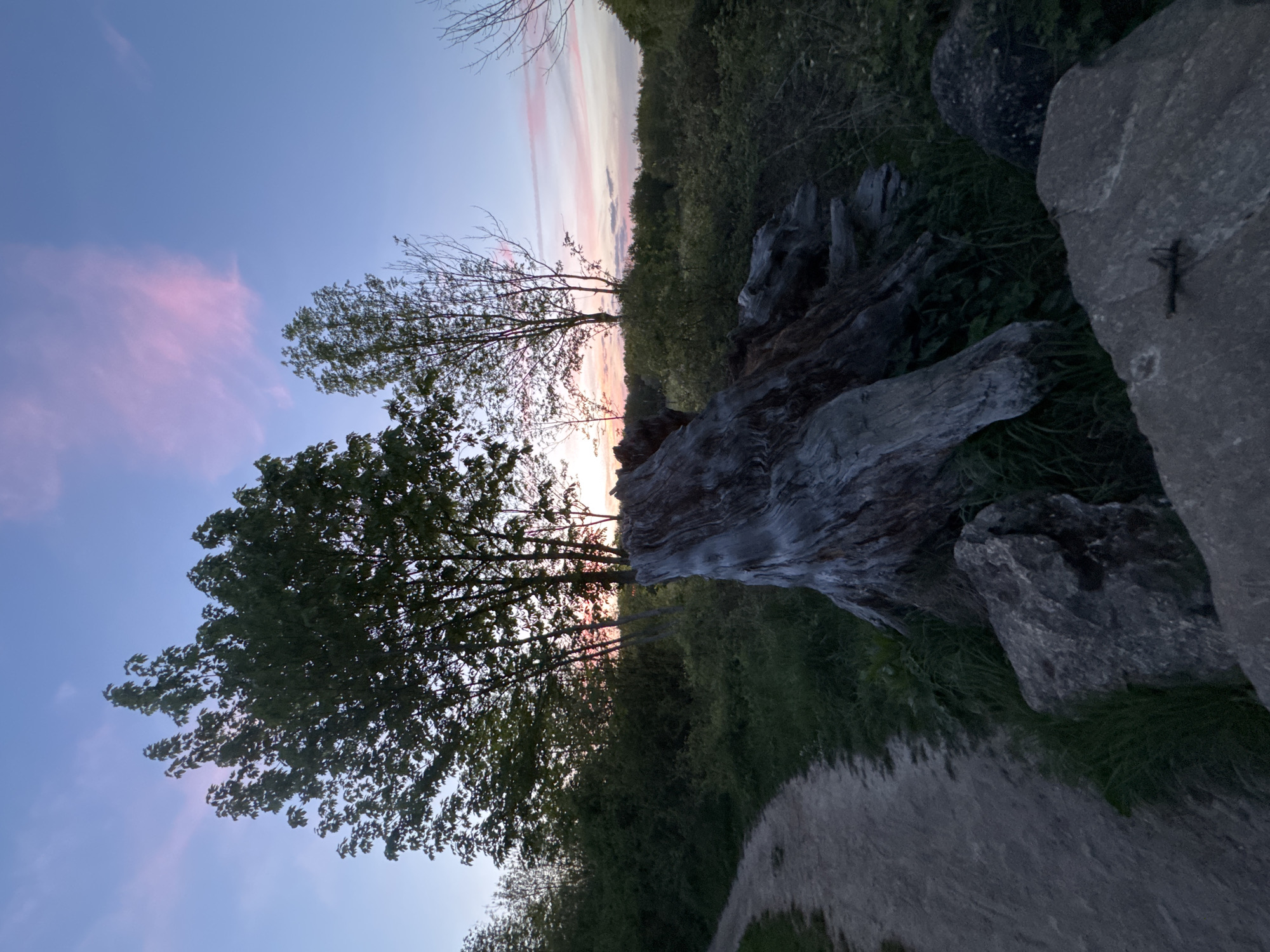 This image captures a serene natural landscape at either sunrise or sunset, characterized by a soft, colorful sky and abundant vegetation. The sky, filling the upper portion of the frame, transitions from a deep blue at the top to gentle hues of pink, orange, and light blue near the horizon, indicating the "golden hour." Thin, elongated clouds catch these delicate colors.
In the mid-ground, two prominent trees stand silhouetted against the vibrant sky. The tree on the left has dense green foliage, while the one slightly to its right has a more slender trunk and sparser leaves, suggesting it might be an earlier stage of growth or a different species. Behind these trees, a dense line of lush green trees and shrubs forms a verdant backdrop, possibly indicating a hillside or forest edge.
The foreground on the right side is dominated by several large, textured rocks and a significant piece of weathered driftwood or a fallen log, suggesting a rugged, natural environment. Other smaller pieces of wood and green grass are scattered across the ground. The overall setting is unpopulated, showcasing the quiet beauty of nature. The image conveys a sense of peacefulness and natural tranquility, likely captured in a rural area like Gometz-le-Châtel, France. There are no discernible people, specific activities, or visible text.