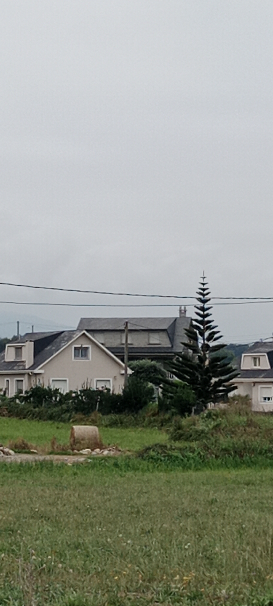A low-angle, vertical, medium shot captures a rural scene in Reinante-praia, Spain, under an overcast sky. In the foreground, a grassy field with scattered yellow wildflowers stretches across the bottom of the frame. A cylindrical object, appearing to be a bundle of straw or hay, rests in the middle ground of the field, to the left of a tall, conical evergreen tree. Behind the field, several houses with dark gray roofs are visible. The closest house, to the left, is painted a light beige color and features white-trimmed windows and a chimney. Further back, another house with a darker roof and dormer windows is partially obscured by the foliage of the evergreen tree, which stands prominently to the right of the beige house. A third house, to the far right, is also visible with a dark roof and white-trimmed windows. Power lines are strung across the upper portion of the image, bisecting the sky. The overall atmosphere is one of quiet, rural seclusion, with no people or animals present in the scene.