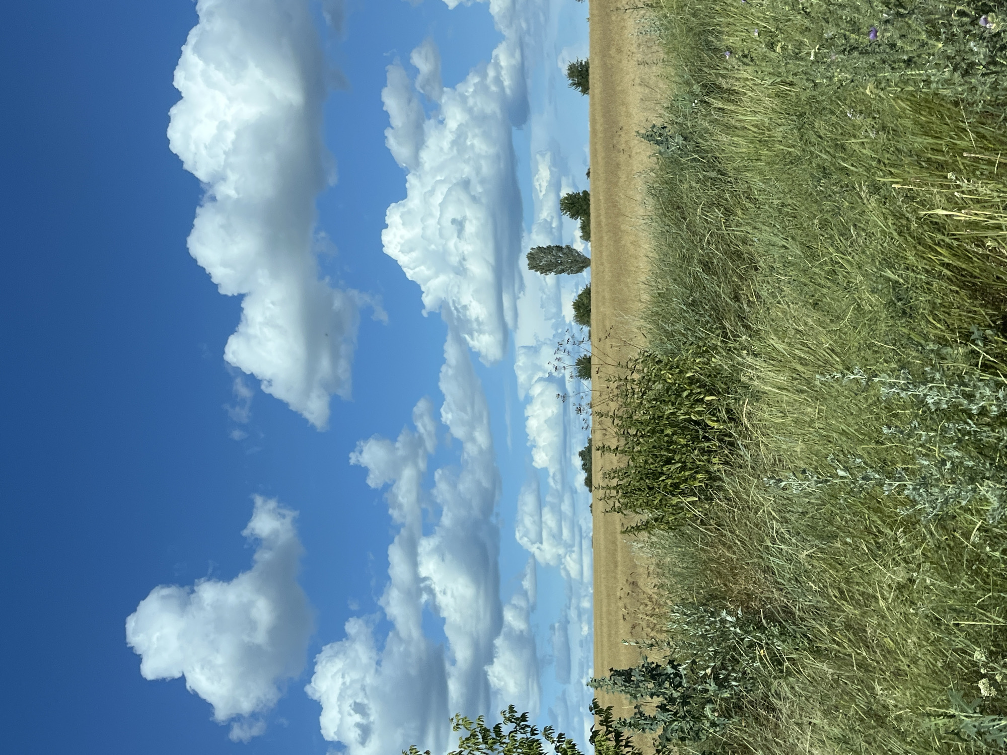 The image depicts a rural landscape under a bright blue sky with scattered white cumulus clouds. In the foreground, tall green grass and some broader-leafed plants are visible, with hints of dried stalks suggesting a late summer or early autumn setting. Beyond the foreground vegetation, a field of golden-brown crops, likely wheat or barley, stretches towards the horizon. Several trees are scattered across the field, including a tall, slender tree standing out in the middle distance. The scene is devoid of people or animals. The location is identified as Viazivok, Ukraine, suggesting a typical countryside vista in this region.