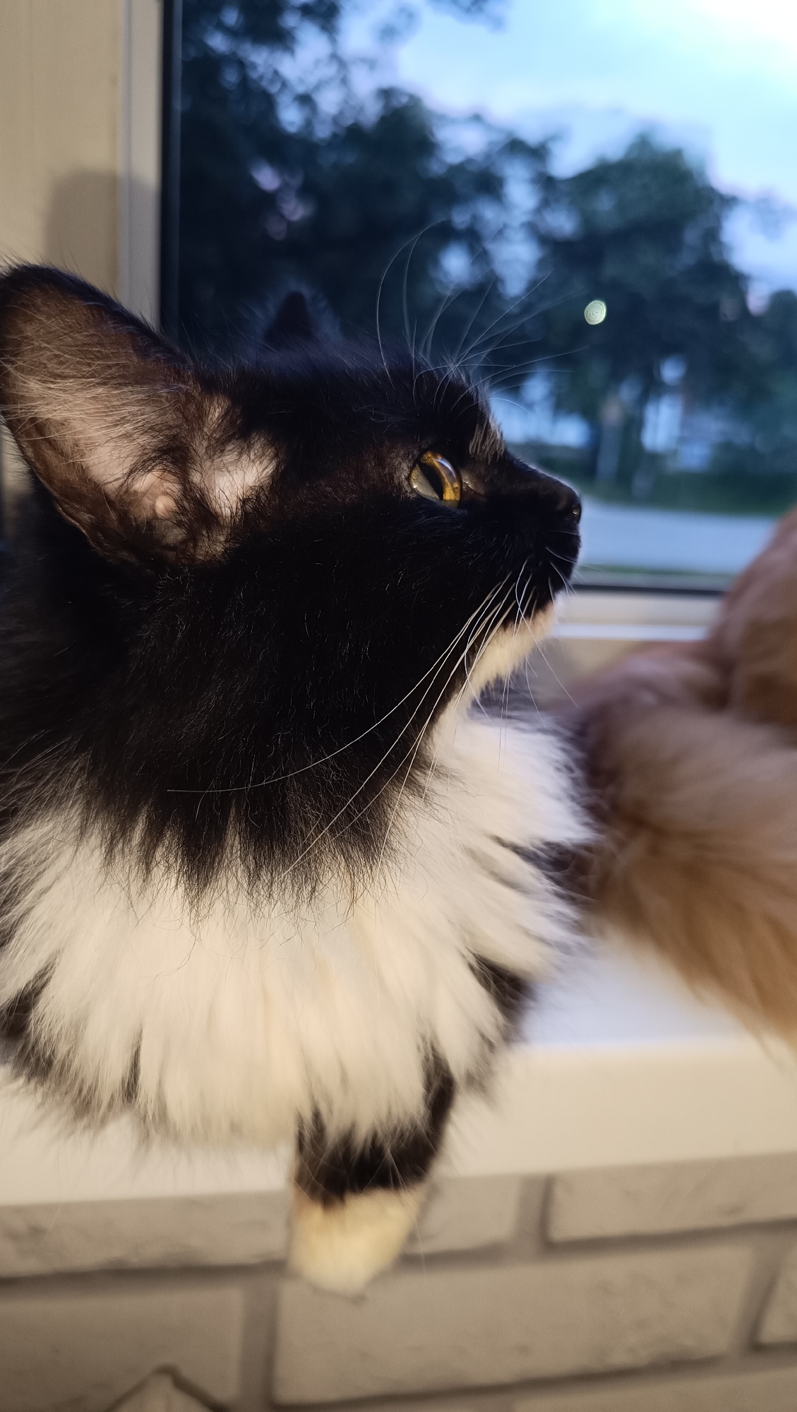 A black and white cat is resting on a windowsill, looking out a window. The cat is a medium-haired breed, with fluffy white fur around its neck and chest, and black fur on its head and back. Its eyes are a striking amber color. Outside the window, trees are visible against a twilight sky, suggesting it is evening. The scene appears to be indoors, in a domestic setting. The window is framed by what looks like a light-colored, textured surface, possibly brickwork. The image has a shallow depth of field, with the cat in sharp focus and the background blurred. There is another feline, partially visible and out of focus, to the right of the frame. The overall impression is one of quiet observation and domestic tranquility.