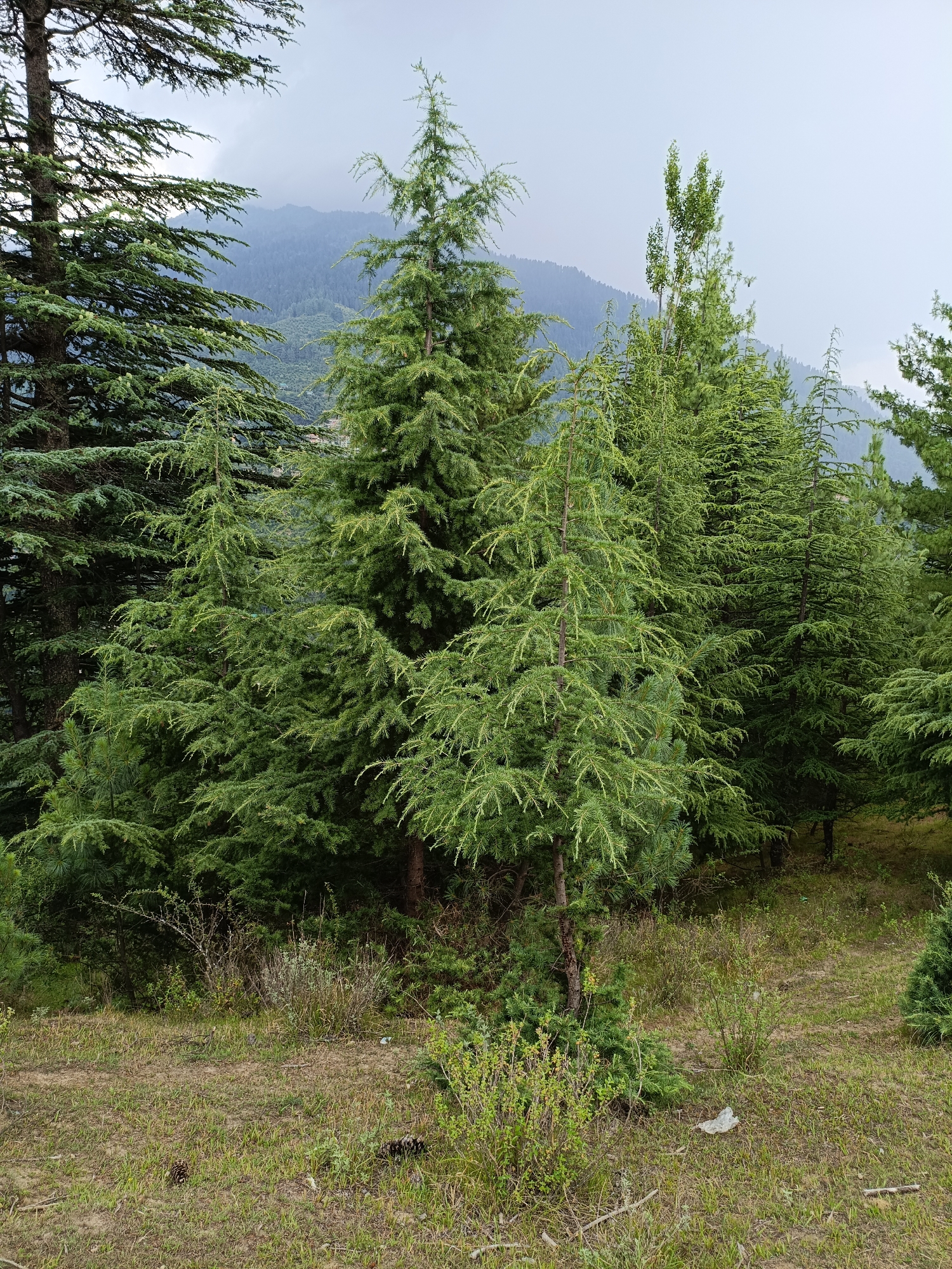 The image depicts a dense forest of pine trees, likely in Chhaki, India, with a slightly overcast sky. The foreground consists of a grassy area with some dry patches and scattered pinecones. A few small bushes and some dried vegetation are present. In the mid-ground, various pine trees of different sizes and densities dominate the scene. The trees are lush green with a layered appearance. In the background, rolling hills covered in more trees are visible, partially obscured by mist or clouds. The overall environment is natural and mountainous. There are no people or animals visible in the image.