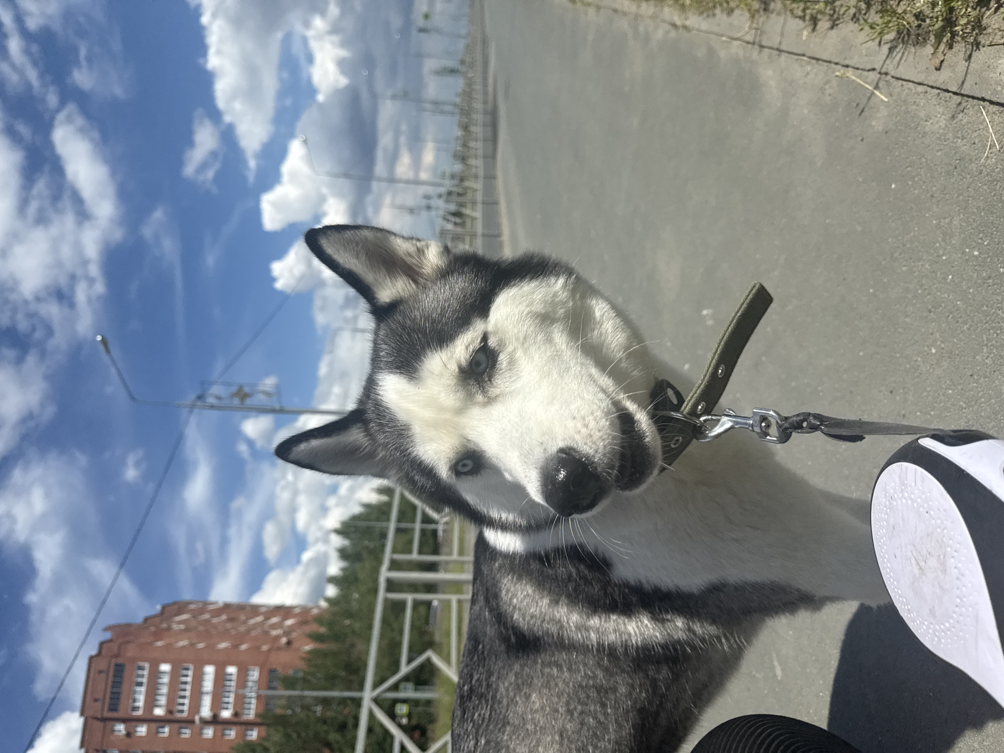 The image shows a Husky dog wearing a collar and leash, standing on a paved surface, likely a sidewalk or path. The background reveals a cityscape with a tall brick building in the distance, trees, and what appears to be fencing. The sky is blue with scattered clouds. The image seems to have been taken from a low angle, possibly by someone holding the leash.