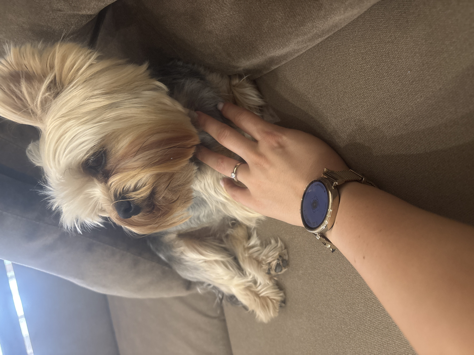The image shows a Yorkshire Terrier dog lying on a beige sofa, being petted by a person's hand. The dog's fur is a mix of blonde and gray. The person's hand has a ring on the ring finger and is wearing a silver smartwatch with a blue digital display. The scene appears to be indoors, in a living room setting, with natural light coming from the left side of the frame, suggesting it could be daytime. The atmosphere seems relaxed and intimate, indicating a moment of comfort between the dog and its owner. There is no visible text in the image. The location context of Burgas, Bulgaria, does not provide any specific visual cues within the image itself.