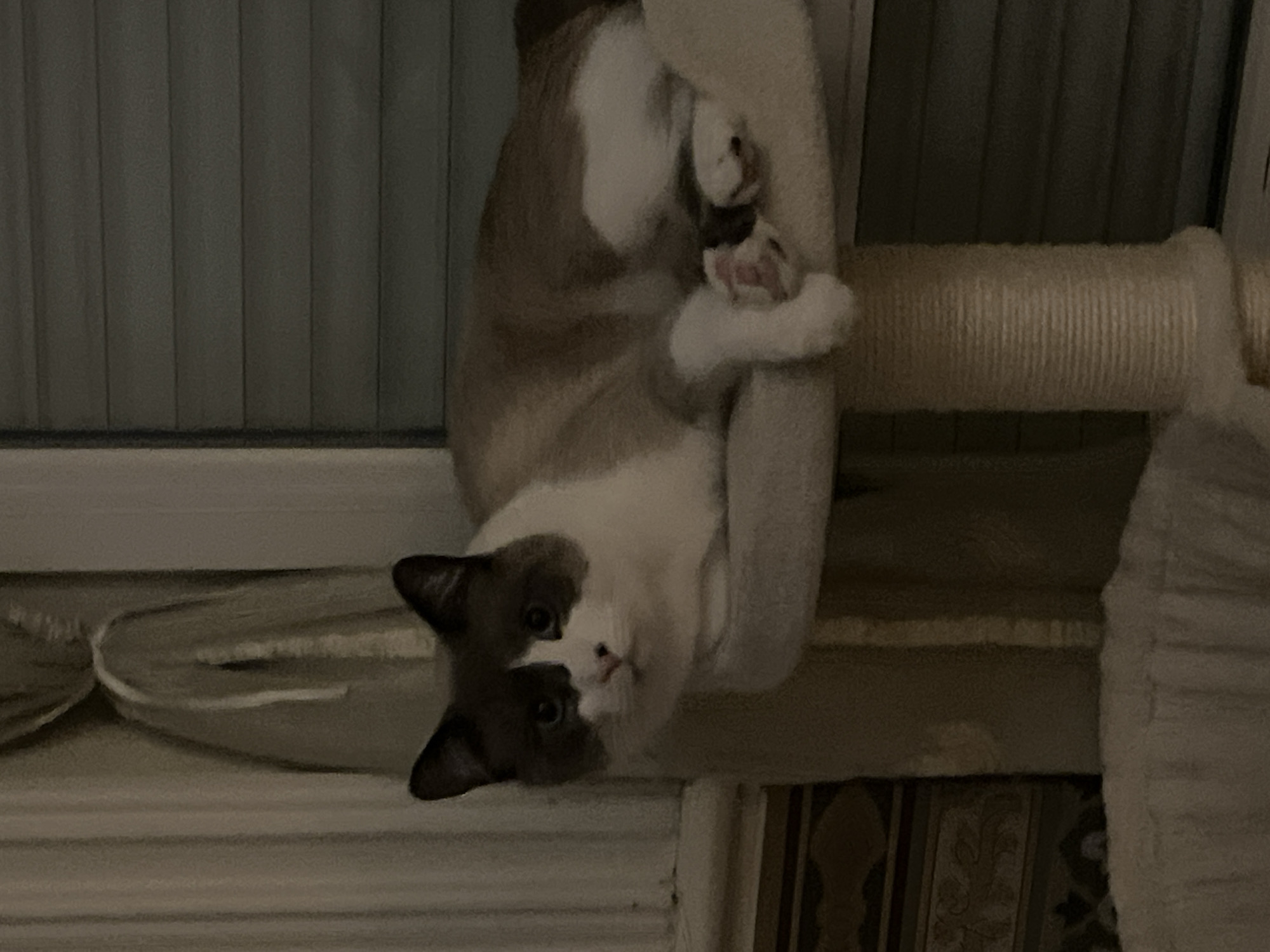 A Siamese cat with dark ears and face rests upside down on a beige cat tree with its legs tucked in close to its body. The cat tree is located indoors in front of a set of closed blinds. The city of Montélimar, France is not discernible in the image.