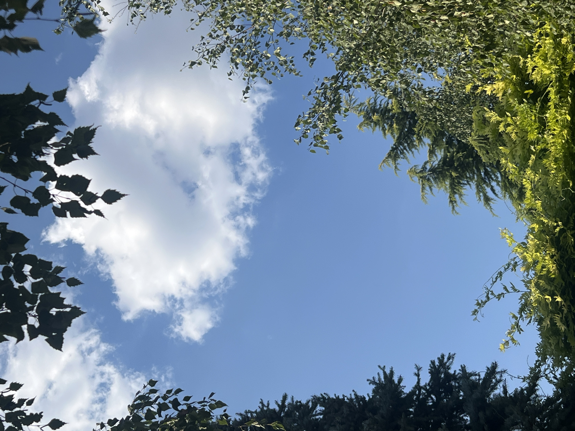 The image captures a view looking upwards through the branches of various trees towards a clear blue sky with scattered white clouds. The foliage is dense and green, with some leaves appearing darker and others brighter, suggesting different types of trees and possibly the play of sunlight. The branches frame the sky, creating a natural canopy. The scene appears to be outdoors, likely in a park or garden setting within the city of Bender, Moldova. No people or specific landmarks of Bender are visible in this particular frame.