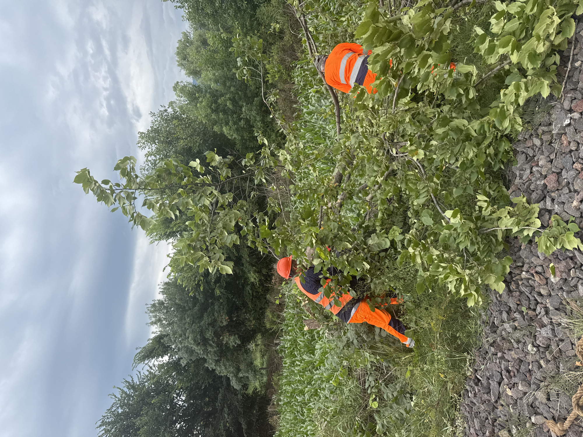 Two individuals wearing orange high-visibility work pants and vests, one with an orange hard hat, are engaged in clearing fallen branches from a wooded area adjacent to a cornfield. The person with the hard hat is using a tool, possibly a saw, to cut through branches. The other individual is also working with the branches. The background shows a dense line of trees and a cloudy sky. The ground in the foreground consists of grey gravel and some greenery. The scene appears to be in Kvemo Khvedureti, Georgia.