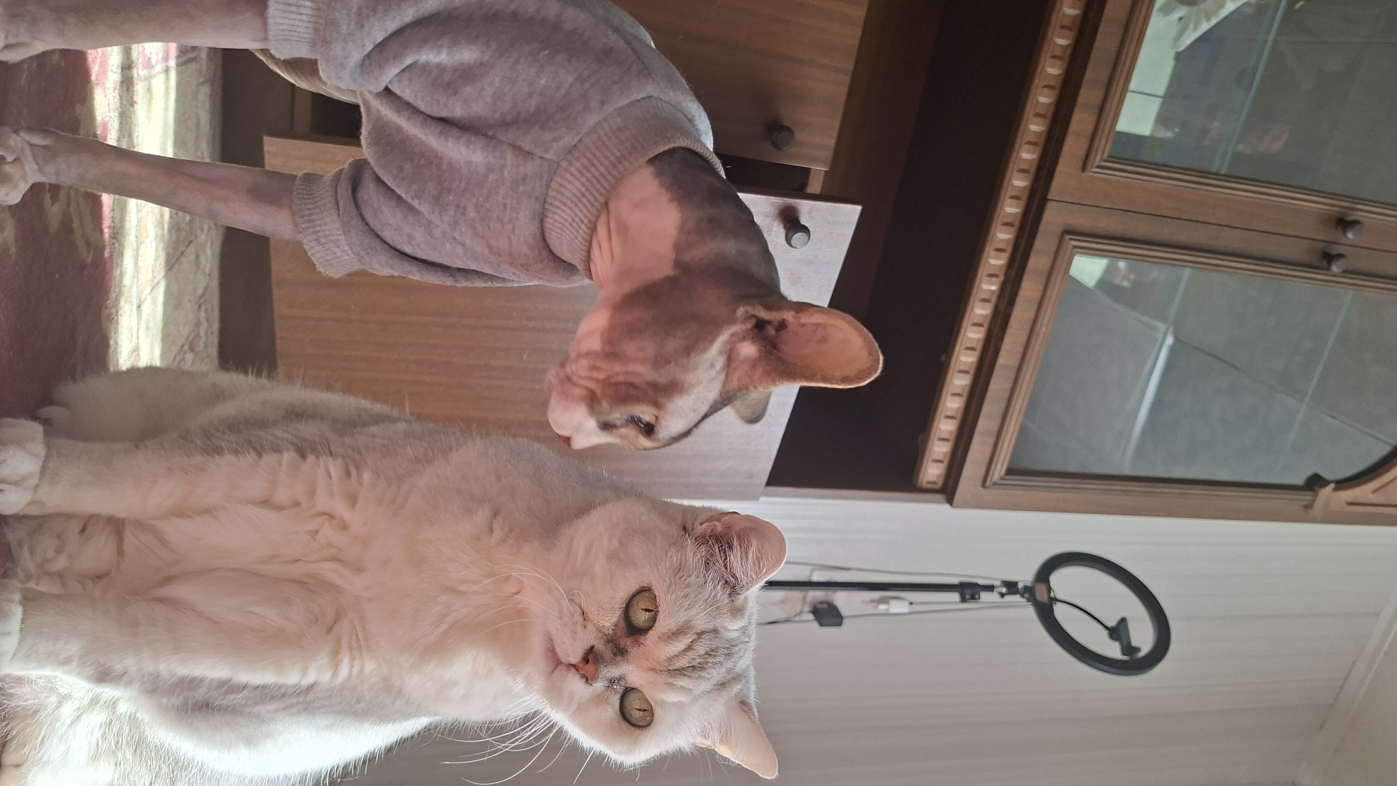 Here is a detailed description of the image:
**Scene Description:**
The image shows two cats in an indoor setting, likely a private residence. The photograph appears to be taken from a low angle, looking upwards.
**Subjects:**
* **Cat 1:** A British Shorthair cat with light cream and grey fur. It has distinctive golden-green eyes. The cat is lying down and looking directly at the camera.
* **Cat 2:** A Sphynx cat wearing a grey sweater. It is positioned above and slightly behind the British Shorthair. The Sphynx cat is looking downwards.
**Objects:**
* **Furniture:** A wooden cabinet with glass doors is visible in the background. There is also a wooden shelf or drawer unit near the Sphynx cat.
* **Lighting Equipment:** A ring light is affixed to the ceiling.
**Environment:**
* **Indoor:** The scene is clearly indoors. The background suggests a living space.
**Location:**
I lack the capability to confirm the exact location as being in Забалоцкі сельскі Савет, Belarus based on the image.