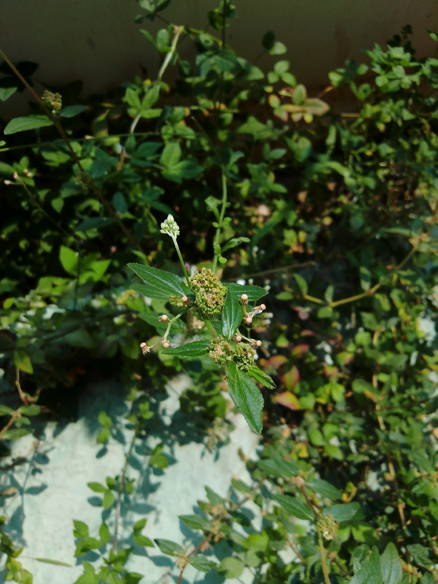 The image is a close-up, eye-level, outdoor shot of green foliage and small flowers. The plant appears to be growing on a light-colored wall, possibly a building exterior, with shadows cast on it. The lighting suggests it is daytime. The scene is likely located in Cikal, Indonesia, based on the provided context, but there are no specific landmarks to confirm this. The focus is on the plant's leaves and a cluster of small, light-colored flowers and buds. There are no people or animals visible in the image. The background is a blur of more green foliage, indicating a densely vegetated area.