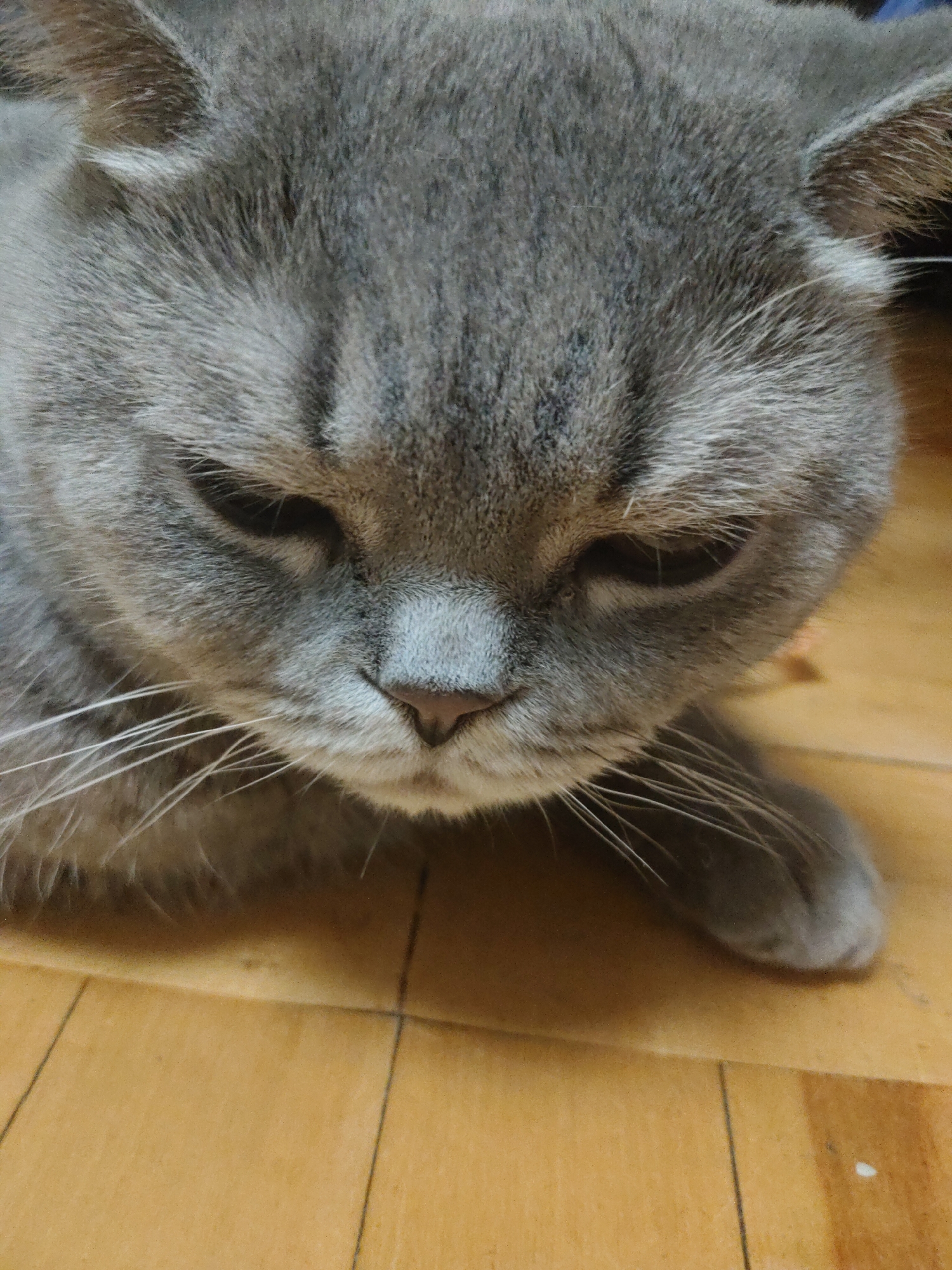 A close-up photograph depicts a grey cat. The cat's head is angled downward, focusing on its face. Its eyes are partially closed. The cat's whiskers are white and prominent. The background is a smooth, light-brown surface, possibly wood or laminate. There are no indications of a location in the city of Unknown, Unknown.