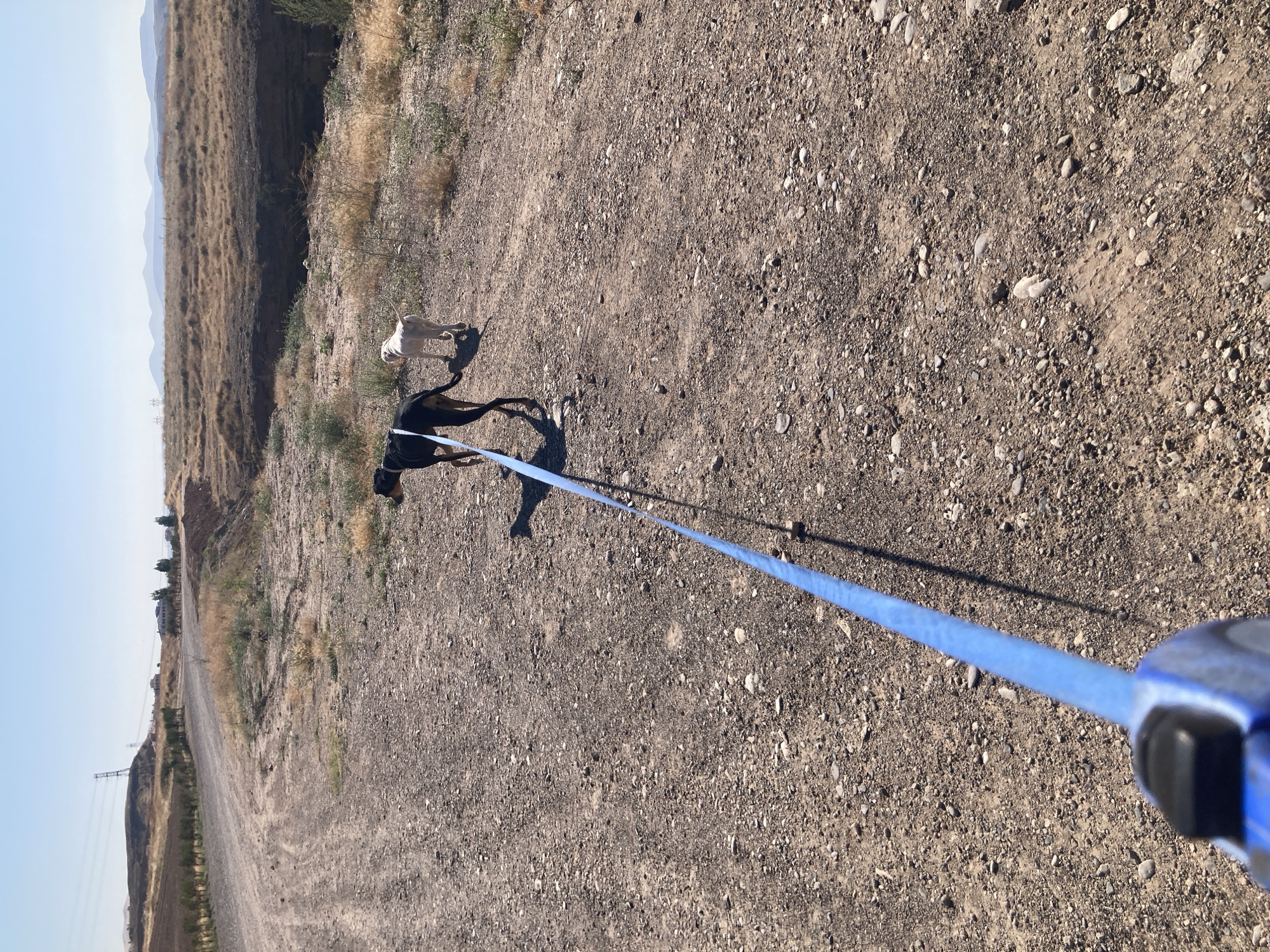 The image depicts an outdoor scene with a dirt road curving through a dry, arid landscape. Two dogs are walking on the road, one black and tan, the other white. The black and tan dog is in the foreground, on a blue retractable leash, which extends towards the camera. The white dog is further ahead and to the right of the black and tan dog. The environment is characterized by dry grass, sparse vegetation, and a steep, eroded embankment on the right side of the road. In the background, a power line tower is visible on a hill to the left, and distant hills and mountains are seen under a clear blue sky. The overall impression is a rural or undeveloped area, possibly on the outskirts of Avanos, Turkey, given the typical landscape of the Cappadocia region.