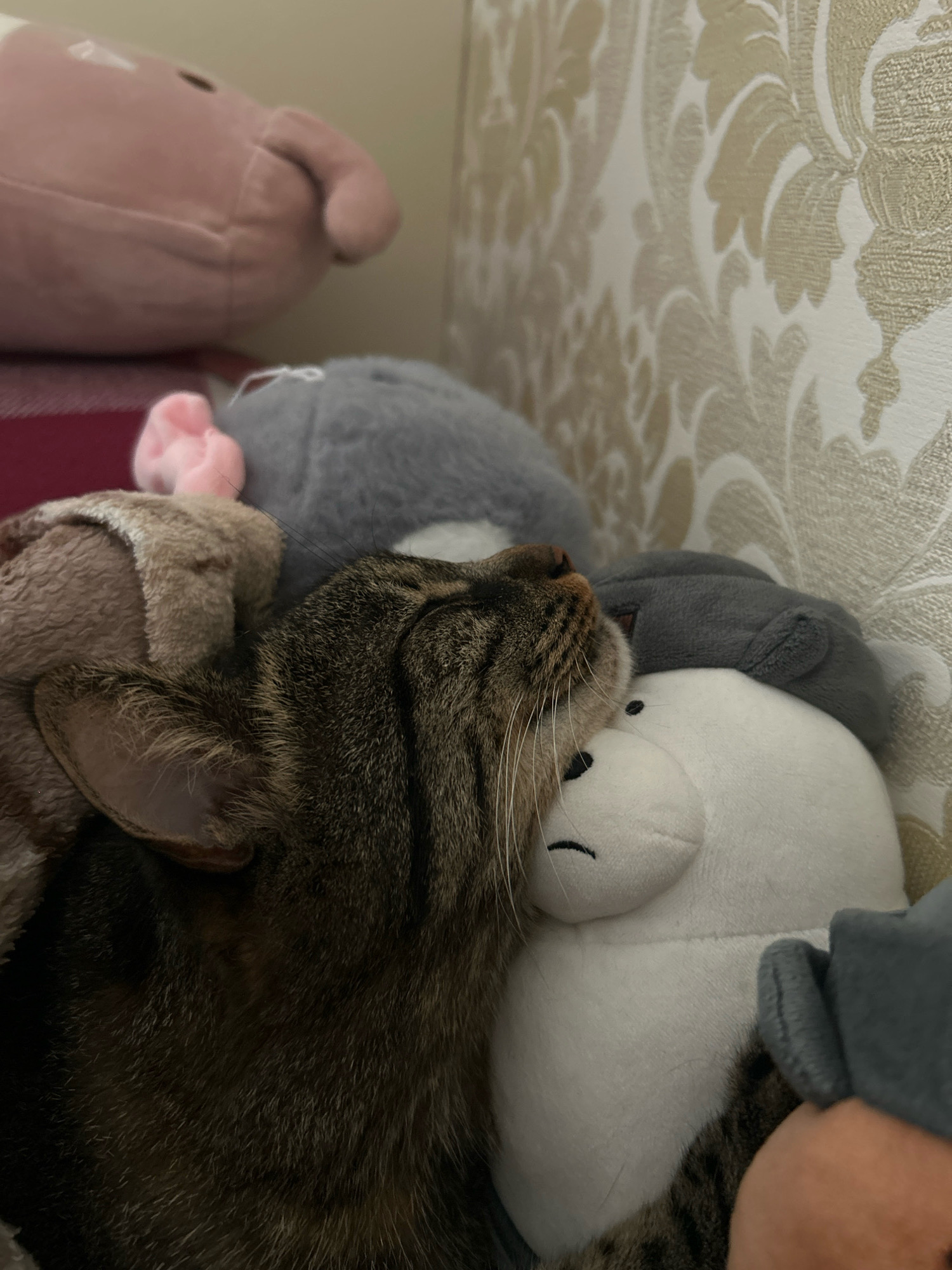 A tabby cat is sleeping, nestled amongst several plush toys. The cat's face is partially obscured by its body and the surrounding toys. One plush toy, white with a black stitched mouth and eyes, is directly beneath the cat's head. Another grey plush toy, shaped like a round-eared creature, is positioned behind the cat's head. A pink plush toy, possibly an animal's ear, peeks out from behind the cat on the left. Further back, a large pink plush toy is visible. The background consists of patterned wallpaper. The scene appears to be indoors, possibly a bedroom or living area. No specific location in Khyrdalan, Azerbaijan, can be determined from the image.