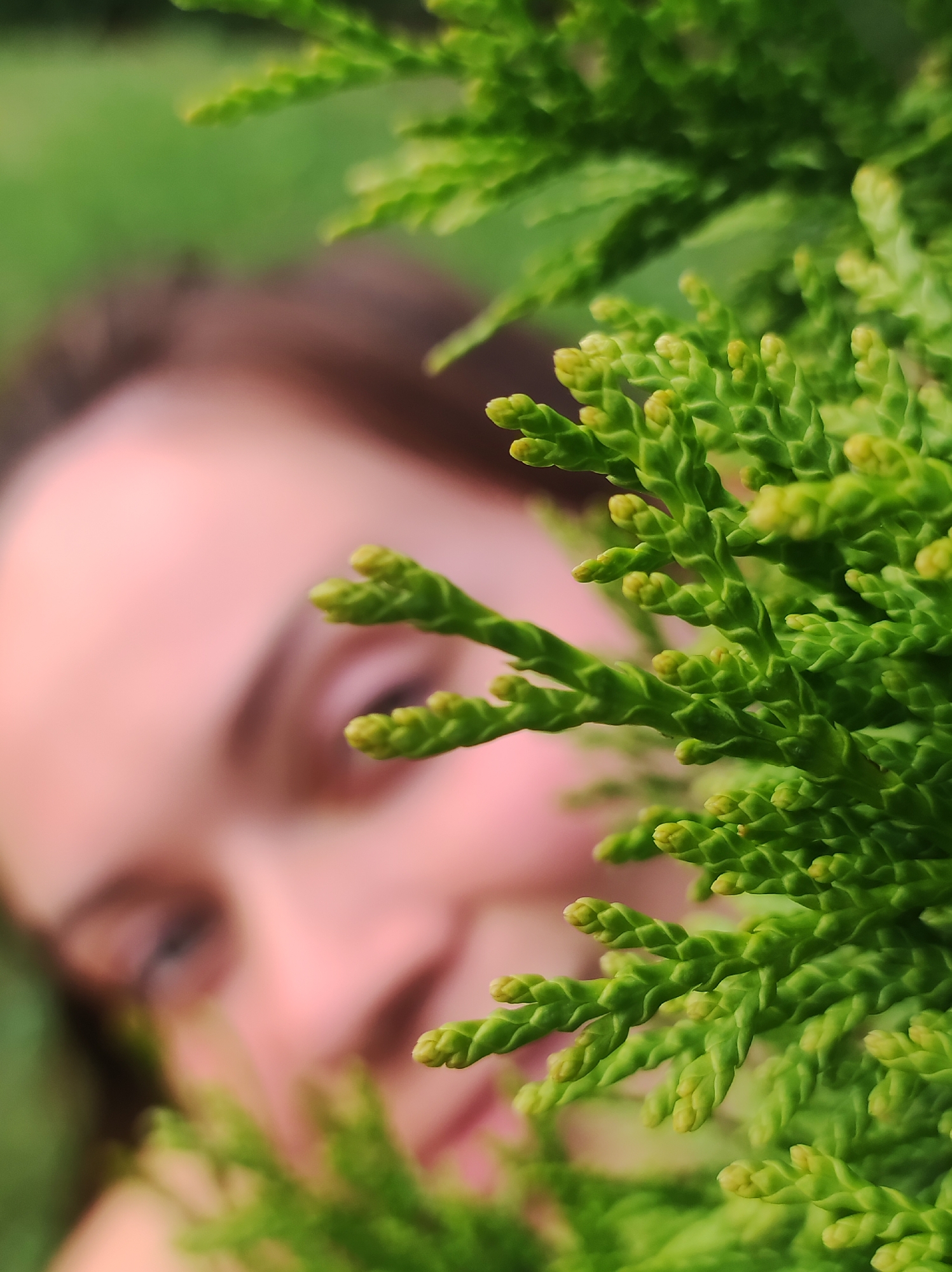 A close-up, shallow depth-of-field shot features the tips of a vibrant green evergreen branch in the foreground, with the blurred pinkish skin of a person's face in the background. The person's left eye is partially visible, and they appear to be looking towards the right. The background is a soft bokeh of green and pink hues.