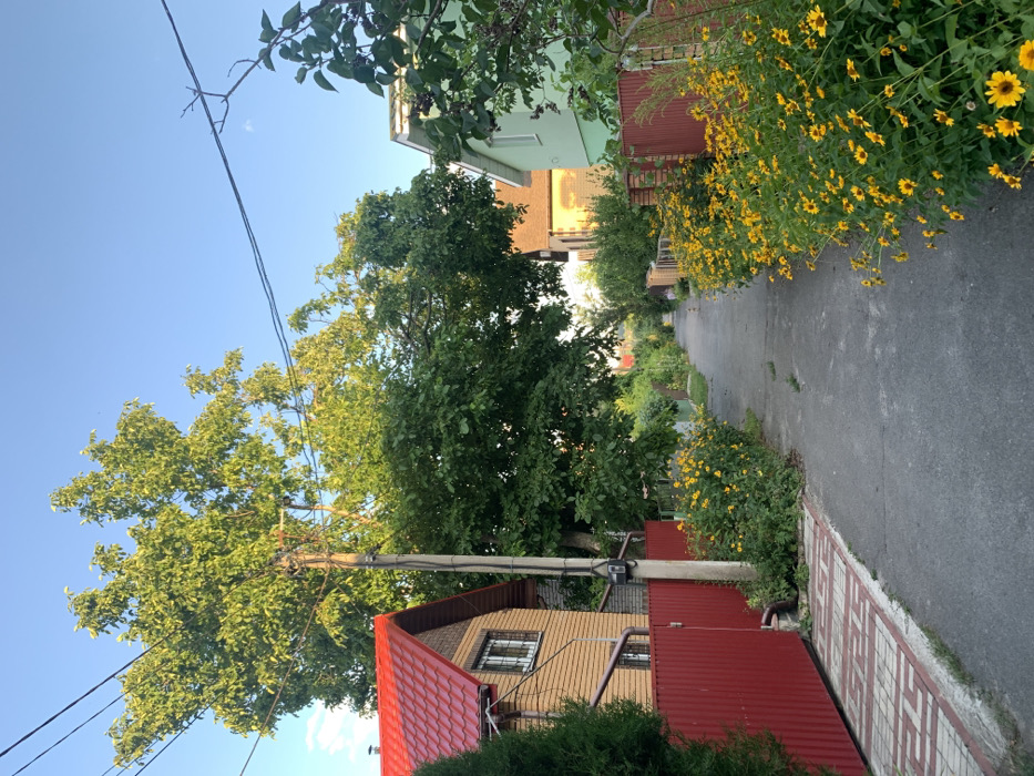 The image depicts a narrow, paved residential alleyway in Mykhailivka-Rubezhivka, Ukraine, observed under a clear, light blue sky during apparent late afternoon or early evening. The asphalt path extends into the distance, bordered by property fences and lush vegetation.
On the left, a two-story house featuring light brown horizontal siding and a red tile gable roof is partially visible. A tall, corrugated red metal fence runs along the property line, with a patterned brick access path leading to a gate. A wooden utility pole with attached power lines and a black utility box stands adjacent to this fence. Abundant green bushes with numerous yellow, daisy-like flowers line the base of the fence, extending onto the edge of the paved alley.
On the right, a two-story house painted light green with a white fascia is partially visible behind a brown brick fence incorporating red sections. Similar to the left side, extensive green bushes densely covered with yellow, daisy-like flowers line the alleyway.
Large, leafy green trees are prominent throughout the scene, with some overhanging the alley further down the path. Power lines traverse the upper portion of the frame, connecting to the utility pole. A small, pale crescent moon is faintly visible in the upper right sky. No individuals are present in the scene.