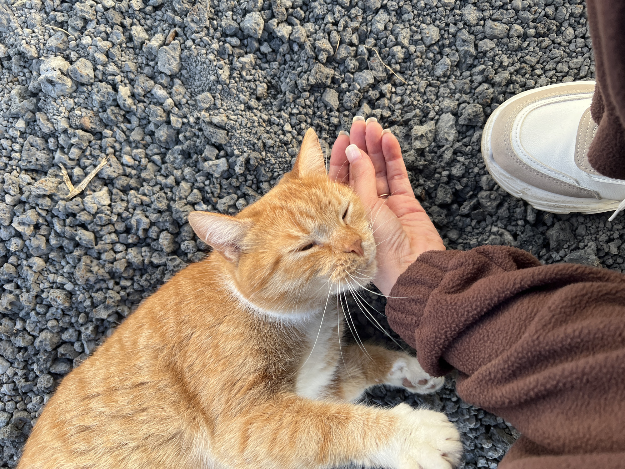 A close-up, overhead shot shows an orange and white cat lying on a bed of gray gravel. The cat's eyes are closed, and its head is resting on a person's open hand, which is positioned to the right of the cat's face. The person is wearing a brown fleece jacket and white sneakers. The image is set outdoors on a sunny day, indicated by the lighting. The scene is consistent with an outdoor environment, such as a park or a street in Yekaterinburg, Russia, where cats are often found in such settings.