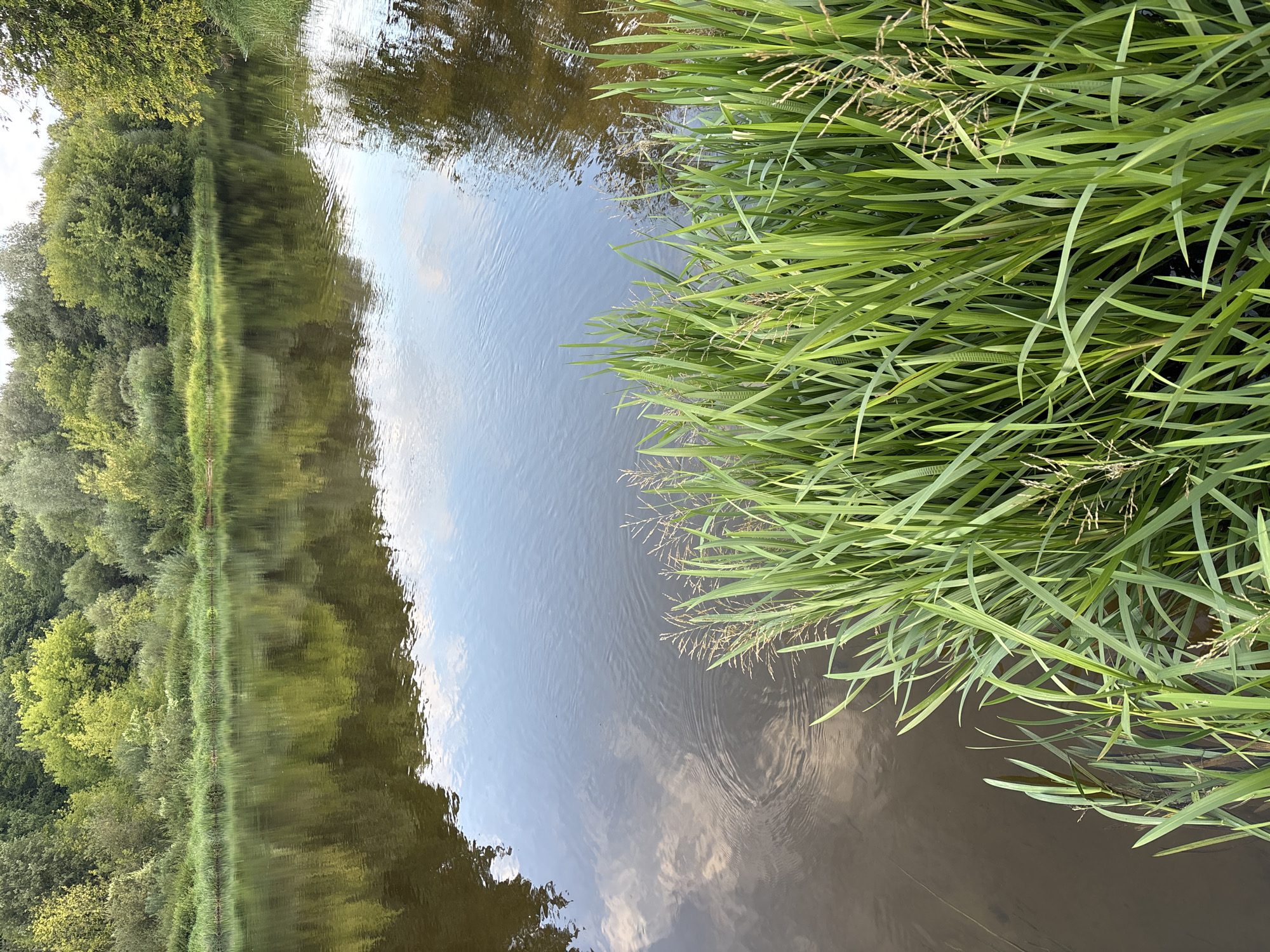 The image depicts a serene natural scene beside a body of water, likely a river, bordered by lush green trees and foliage. The water's surface reflects the surrounding trees and a bright sky, with subtle ripples indicating gentle movement. Tall green grasses and reeds grow along the edge of the water in the foreground. The overall impression is one of tranquility and natural beauty. The location is on the bank of the Moskva River in Zvenigorod, Russia. There are no people, animals, or specific actions or interactions visible in the scene.