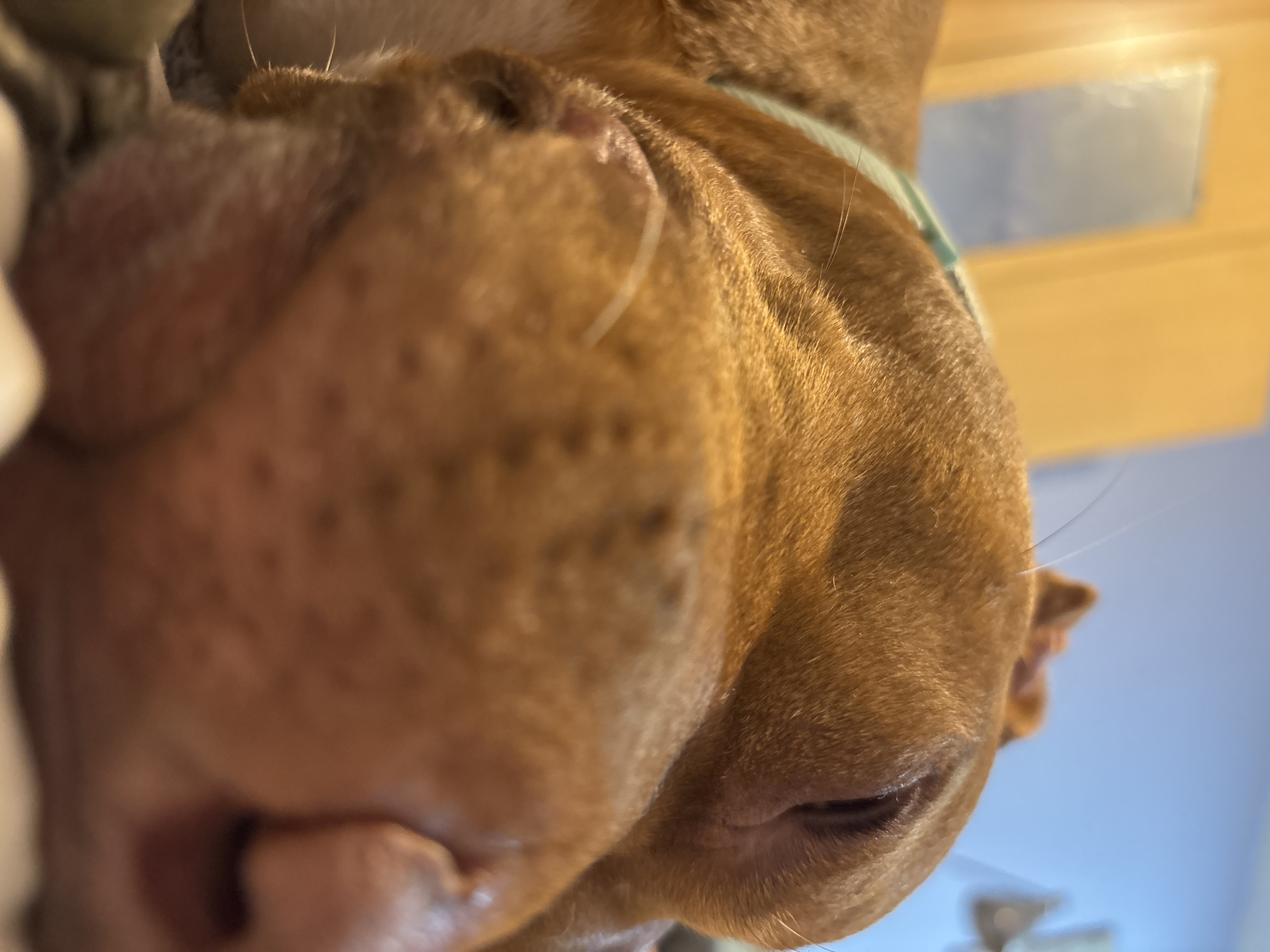 The image is a close-up view of a brown dog's face, specifically its nose and muzzle. The dog appears to be looking down at the camera. A collar is visible around its neck. The background is blurred, revealing a light blue wall and some indistinct objects. There is no information available to determine the location in Sofia, Bulgaria, or anything related to it.