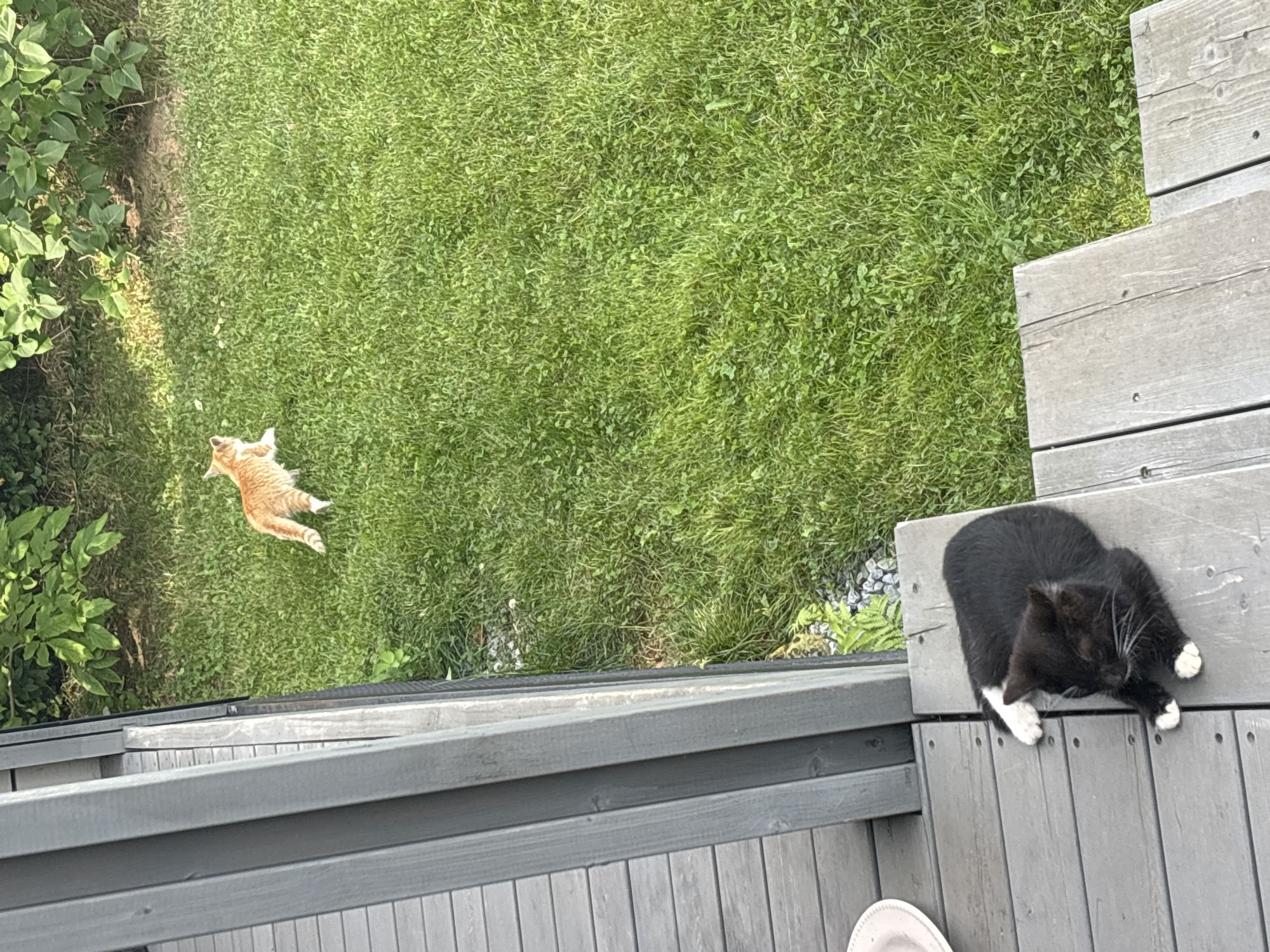 The image shows two cats outdoors. One cat, predominantly black with white paws, is lying on a wooden deck. The other cat, orange and white, is walking on a green lawn. The environment appears to be a residential backyard with a wooden deck and lush green grass. Trees and foliage are visible in the background. The scene is illuminated by natural daylight, suggesting it is daytime. There are no people visible in the image. The location in Zvenigorod, Russia is not discernible from the visual information provided.
