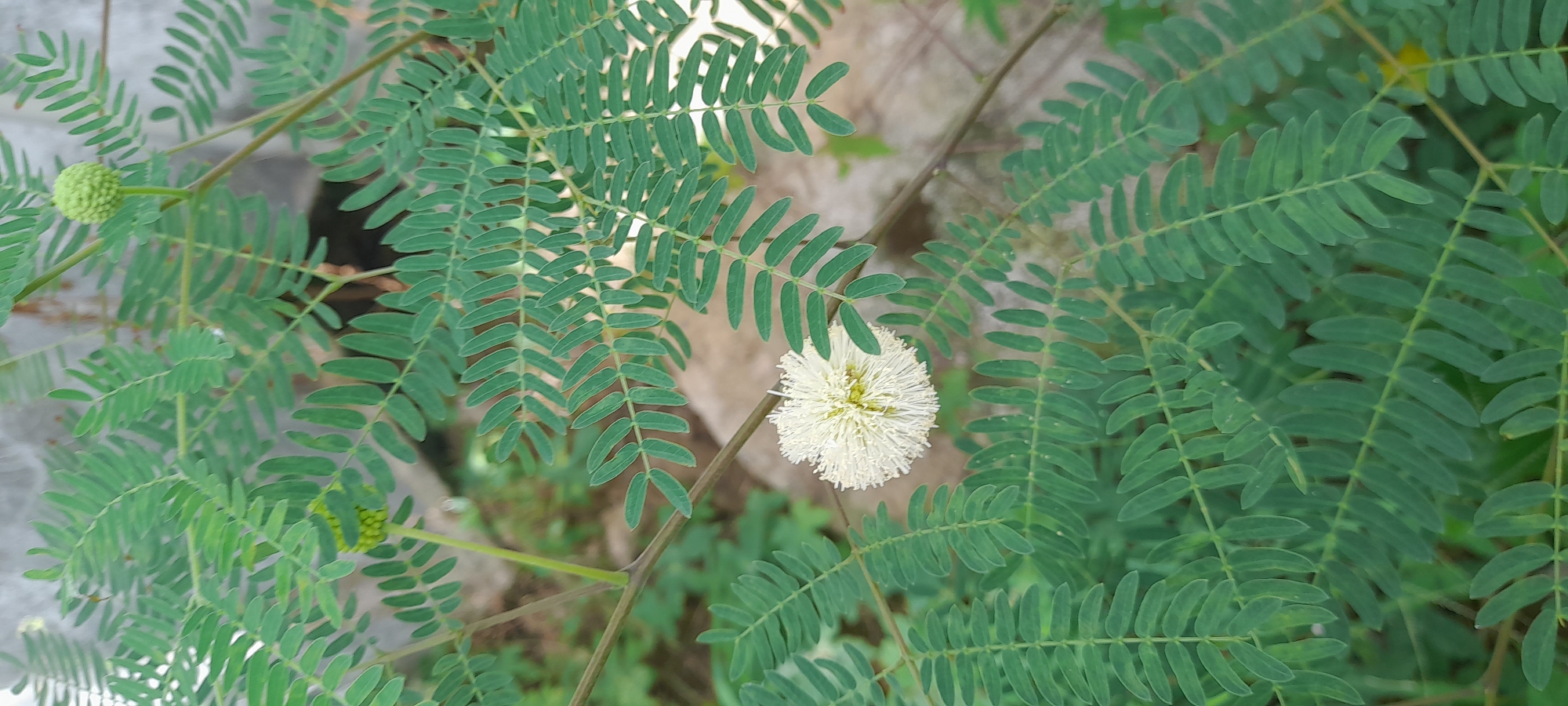 The image shows a close-up view of a plant with feathery green leaves, typical of the Mimosa or Acacia family. In the center of the frame is a spherical white flower with numerous stamens. A green, immature flower bud is also visible. The background appears to be a slightly blurred natural setting, possibly a garden or a field. The location is identified as Buketteukuh, Indonesia, but no city-specific details or elements are discernible in the image to confirm the urban setting. There are no people or evidence of human interaction present in the image.
