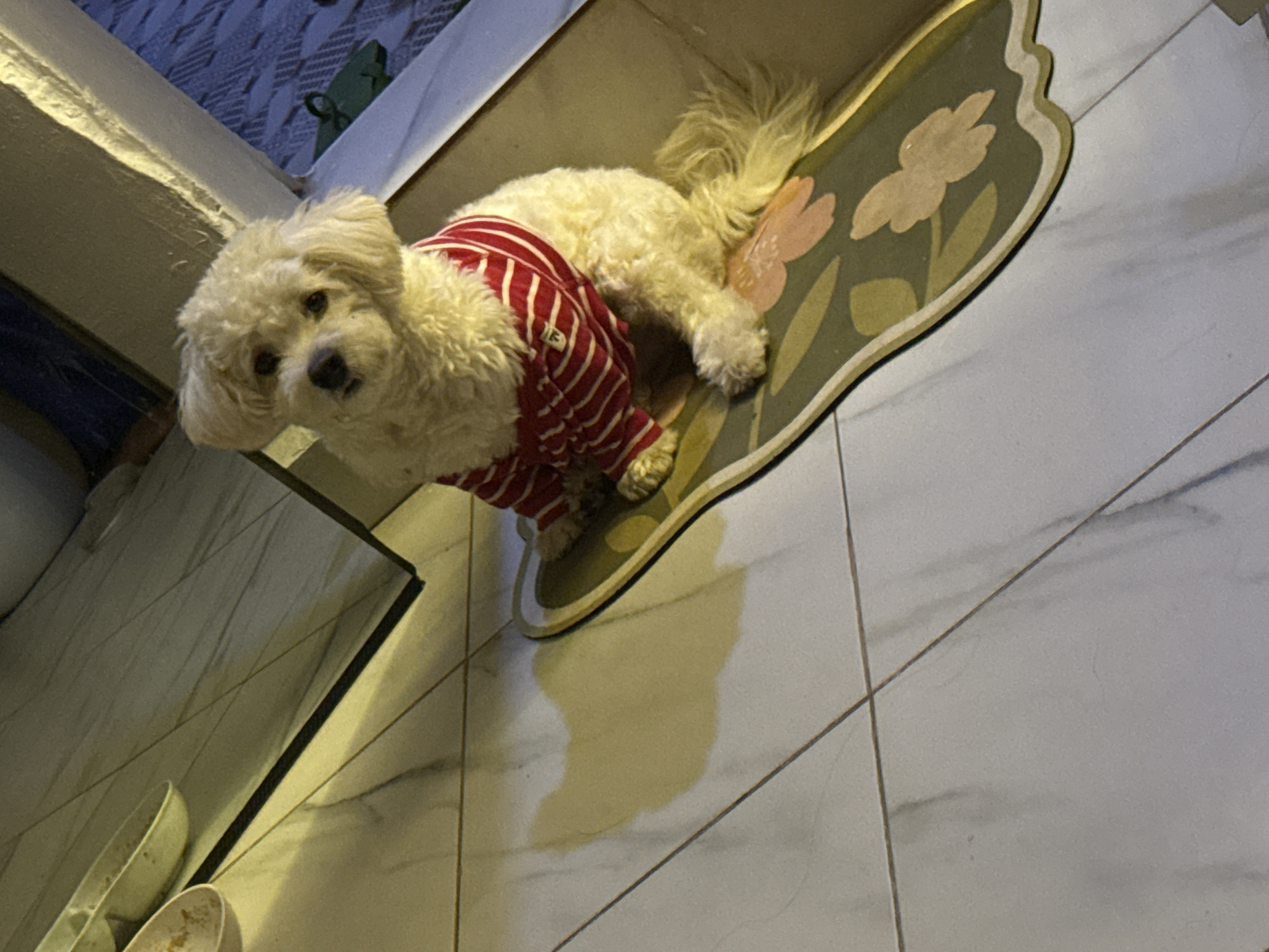 A white dog, wearing a red and white striped shirt, is sitting on a decorative mat on a tiled floor. The dog is looking directly at the camera. The floor is light-colored with grey veining, and there are faint shadows on the tiles. To the left of the dog, a portion of a white bowl or container is visible. In the background, there is a hint of an outdoor area with patterned tiling and a green object. The scene appears to be indoors or in a covered outdoor space, possibly a patio or entryway.