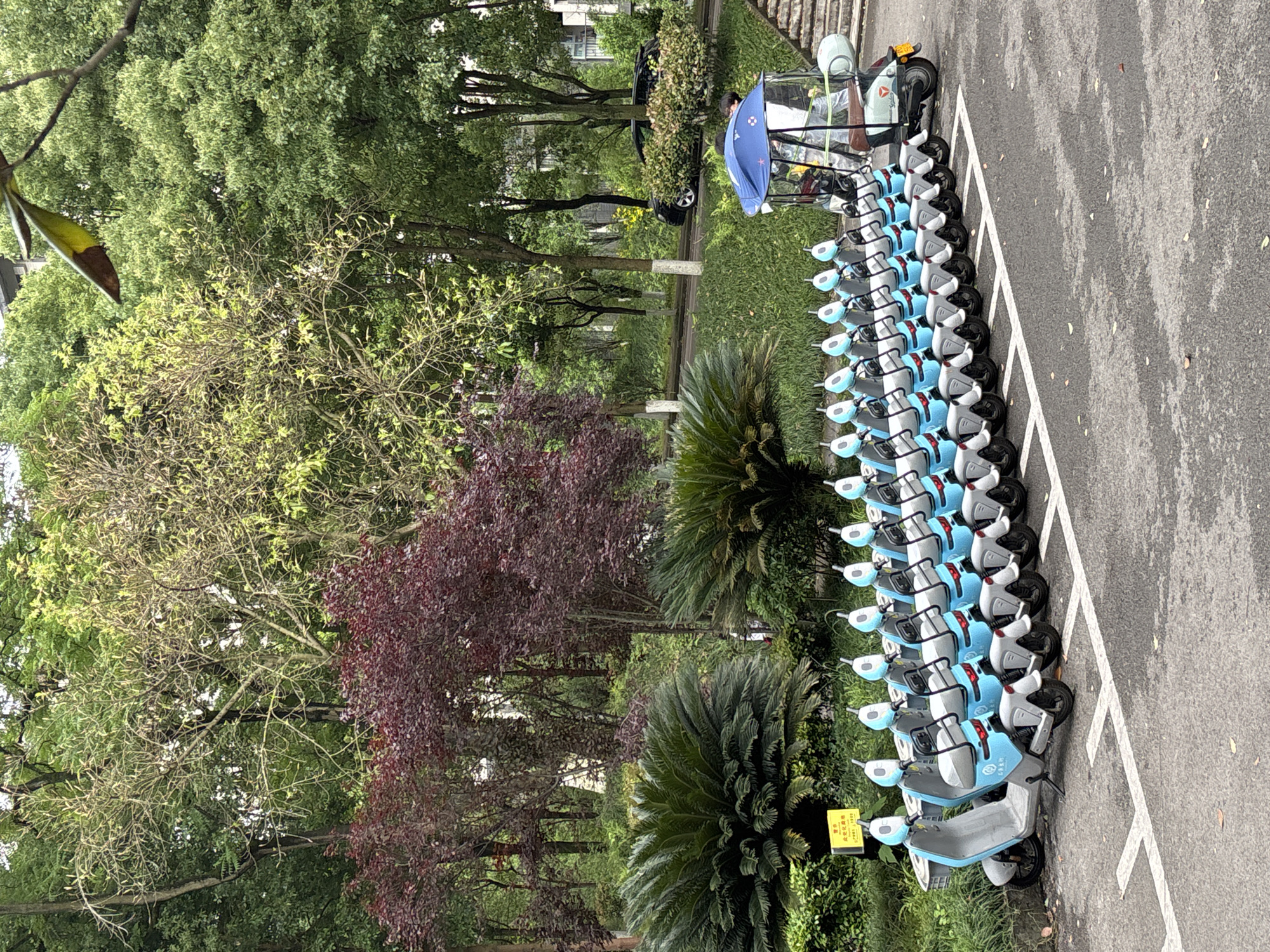 The image shows a row of parked electric scooters in Jiangjin, China. The scooters are predominantly blue and white, arranged in a line along a paved area marked with white parking lines. Behind the scooters is a green strip with trees, bushes, and palm-like plants. At the end of the line of scooters is a golf cart-like vehicle with a blue umbrella attached. The overall scene appears to be an outdoor parking area near a park or green space in Jiangjin, China.