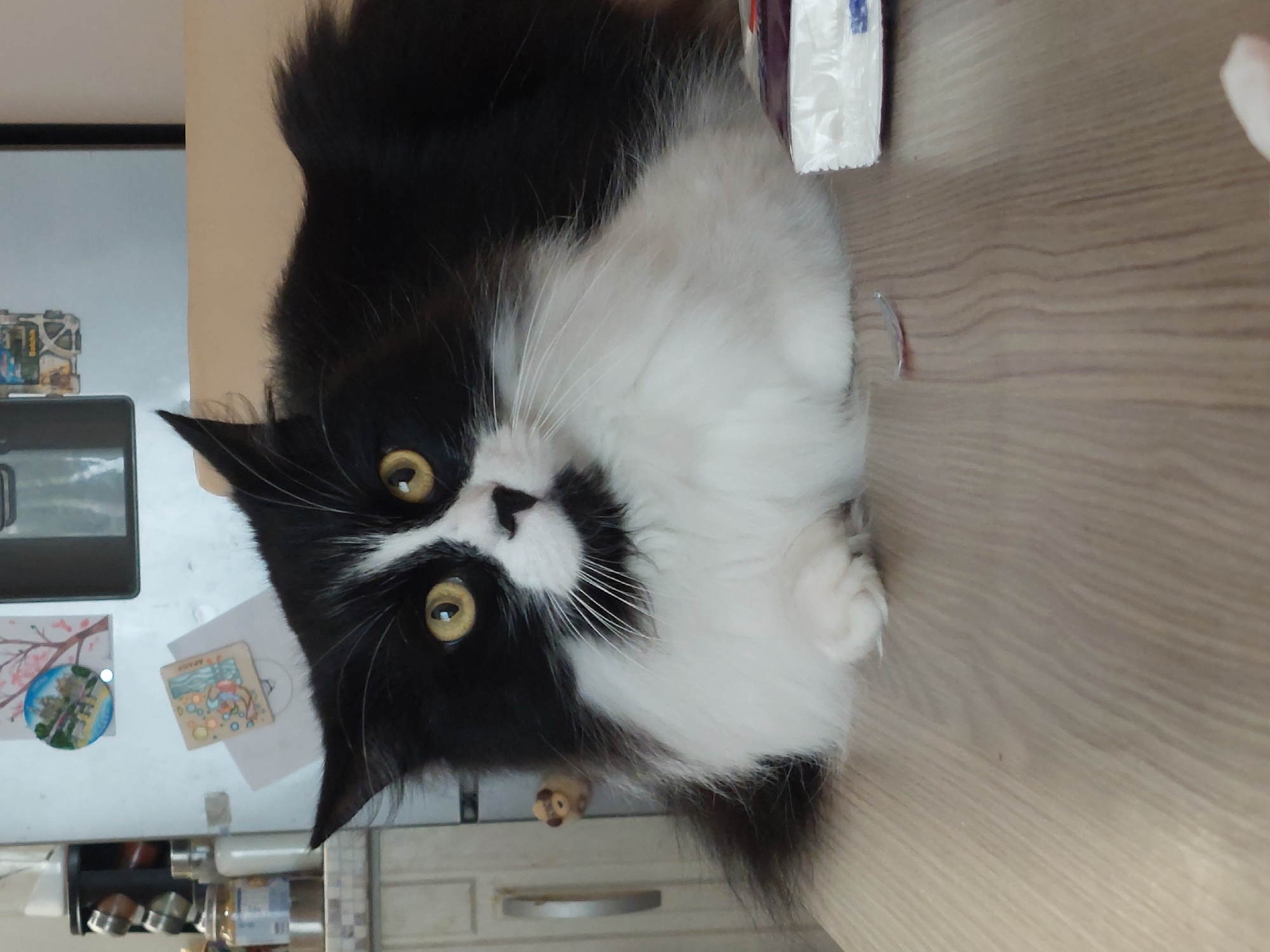 A black and white long-haired cat with yellow eyes is lying on a light brown wooden surface, possibly a table or countertop. The cat's head is tilted slightly to the left, looking directly at the camera. The background is blurry, but it appears to be a kitchen area. Visible in the background on the left side is a refrigerator with magnets and pictures attached. Below the refrigerator are kitchen cabinets with a small toy figurine on the countertop. The scene is indoors, with artificial lighting. It is impossible to determine if this photo was taken in Plovdiv, Bulgaria, based on the image alone.
