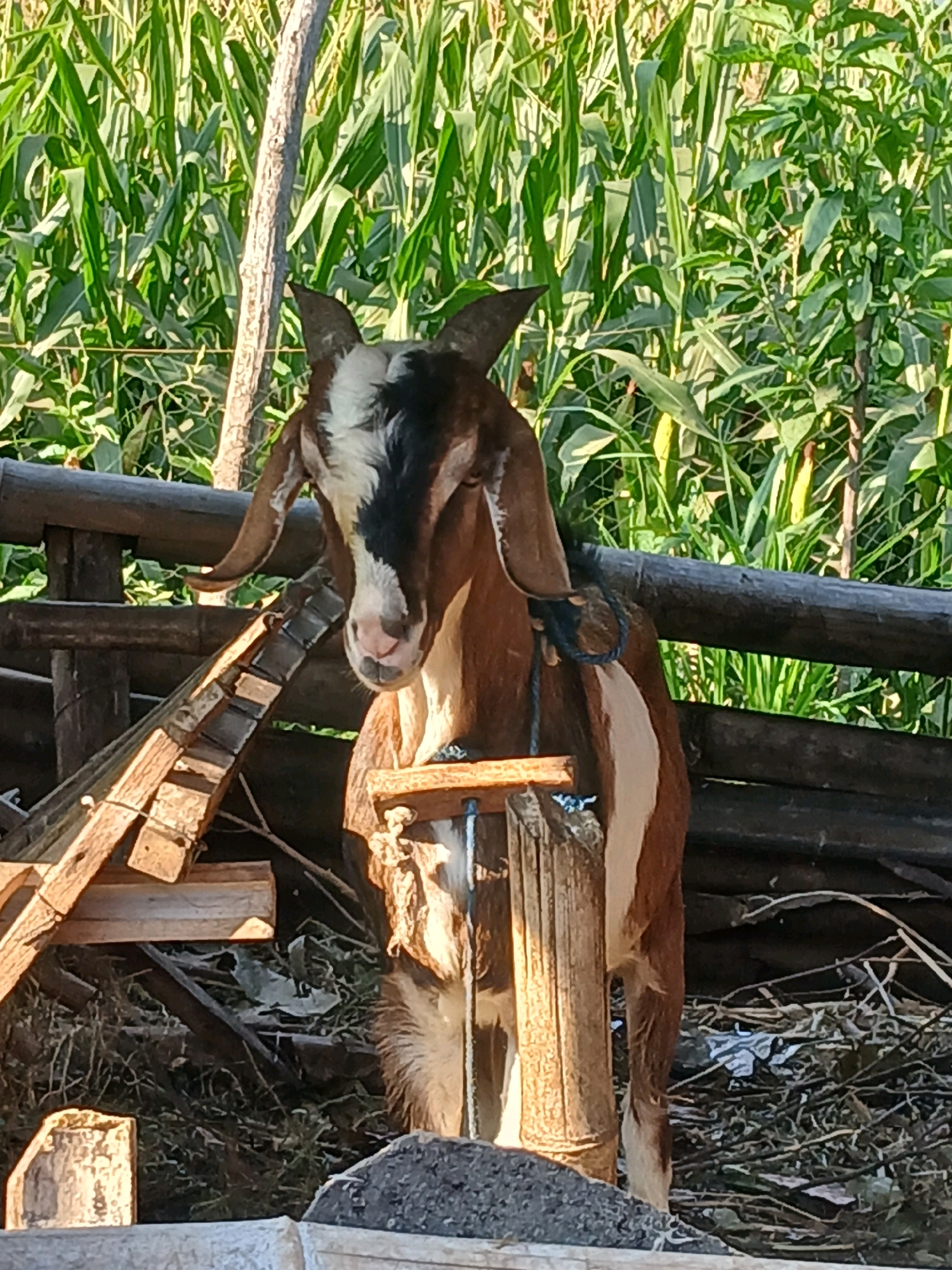 A brown and white goat stands near a wooden fence with corn stalks in the background. The goat has long ears and a black marking on its face. It is wearing a blue rope around its neck. A wooden structure is to the left of the goat, made of planks and beams. The ground is covered with dry leaves and twigs. The scene appears to be in an outdoor agricultural setting. This image was taken in Belotan, Indonesia.