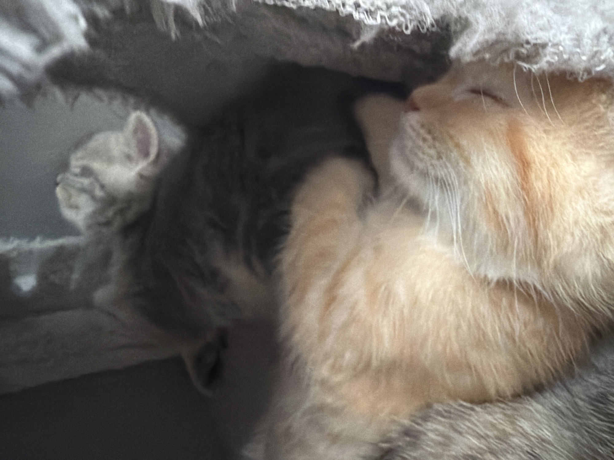 The image shows two kittens sleeping in a grey cat tree. One kitten is orange and white, and the other is grey. The orange and white kitten is in the foreground, and its face is visible. The grey kitten is in the background, and only its head is visible. The cat tree is made of grey fabric and has a textured surface. The image is taken from a close-up perspective, and the kittens appear to be very relaxed. The image does not provide any information about the location of the cat tree in Fort Erie, Canada.