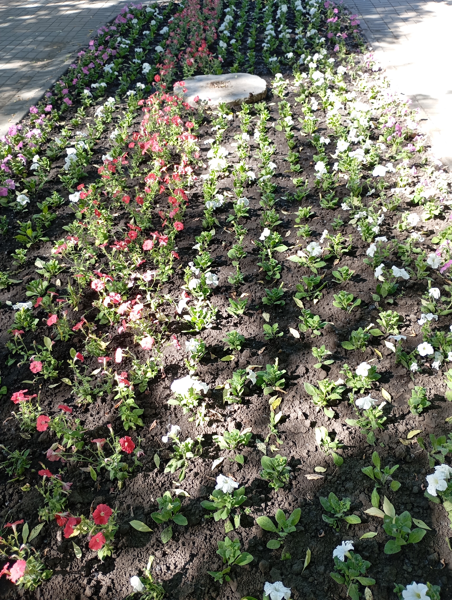 The image shows a flowerbed filled with red, pink, and white petunias. The flowerbed is bordered by a paved walkway, and the plants are in dark soil. The scene is outdoors, in what appears to be a park or public garden. The lighting suggests it is daytime, with shadows cast across the flowers. There is a single light-colored, irregularly shaped stone placed in the flowerbed. The image does not contain any people or any indications that it is specifically located in Novosibirsk, Russia.