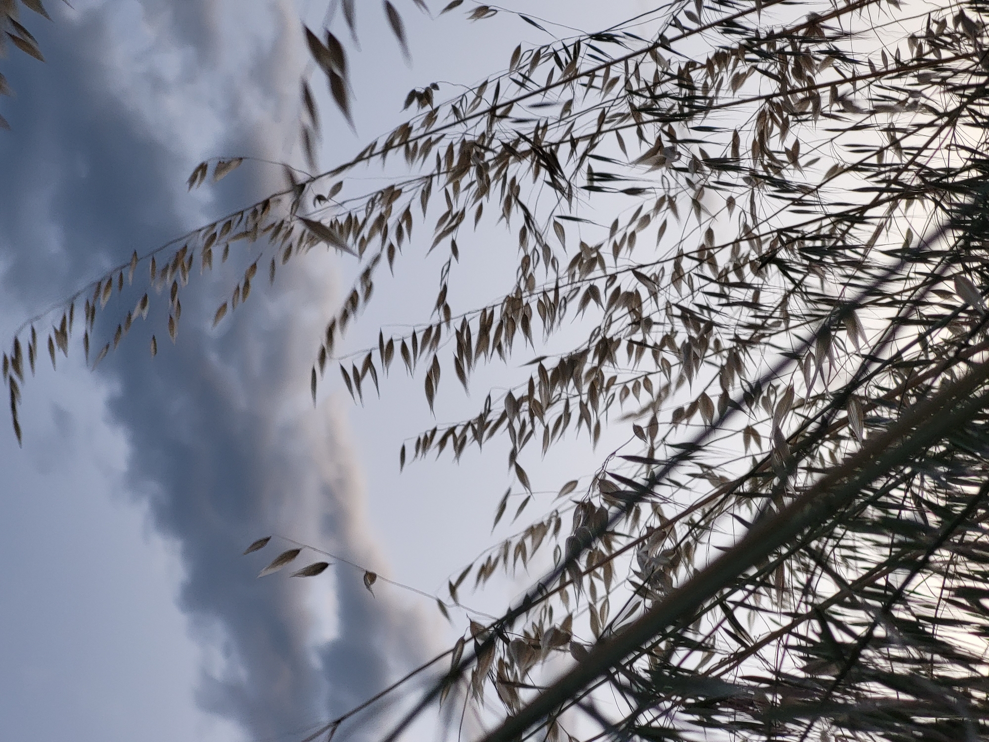 The image shows dried grass stalks against a backdrop of a cloudy sky. The scene is likely outdoors in Mahala, Montenegro, given the prompt's context. There are no people visible. The primary subjects are the dried grass and the clouds. The grass is close to the camera, creating a shallow depth of field. The sky behind is visible through the spaces between the grass stalks. The sky features gray and white clouds.