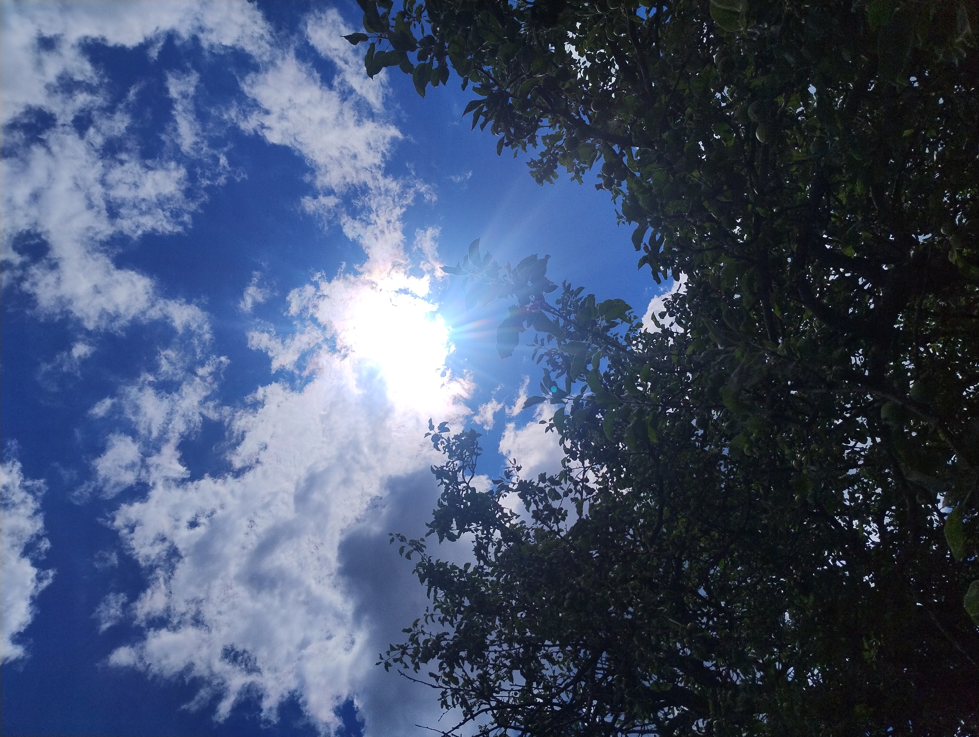 A low-angle, full shot captures a bright, sun-drenched sky peeking through the dark green foliage of trees in a natural setting, possibly a park or orchard. The sun, positioned high and slightly to the left of the frame, is a dazzling white orb, emitting strong light rays that create a lens flare effect across the image. Fluffy white and gray clouds are scattered across the vivid blue sky, some appearing wispy and others more dense. The trees, which dominate the lower portion of the image, are in silhouette against the bright sky, their branches and leaves creating a textured, dark mass. The leaves are dense and appear lush, with some small, round green objects, possibly fruit, visible within the canopy. The overall impression is one of a clear, sunny day with dappled sunlight filtering through the trees. The location is unknown.