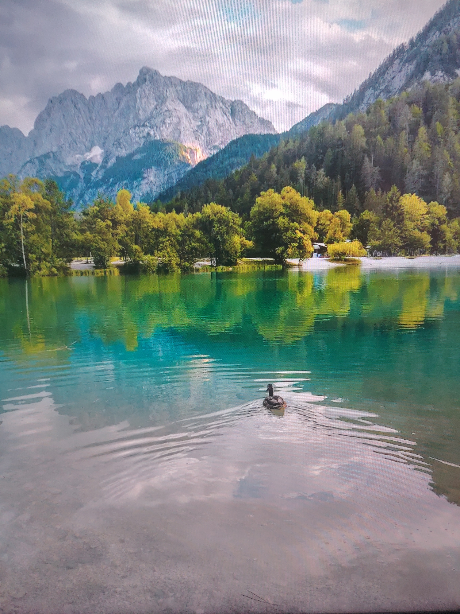 The image depicts a serene landscape with a lake in the foreground. The water is turquoise and reflects the surrounding trees and mountains. A single duck swims in the lake, creating ripples. The background features mountains, forests, and cloudy skies. The location is unknown.