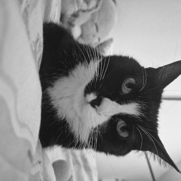 A black and white portrait features a tuxedo cat looking directly at the viewer. The cat has a predominantly black coat with white markings around its face and chest. Its eyes are wide and focused. The cat is positioned slightly off-center, peering out from behind what appears to be bedding. The background is a blurred expanse, suggesting an indoor setting. The overall image is well-lit, highlighting the cat's features and creating a striking contrast between its black and white fur.