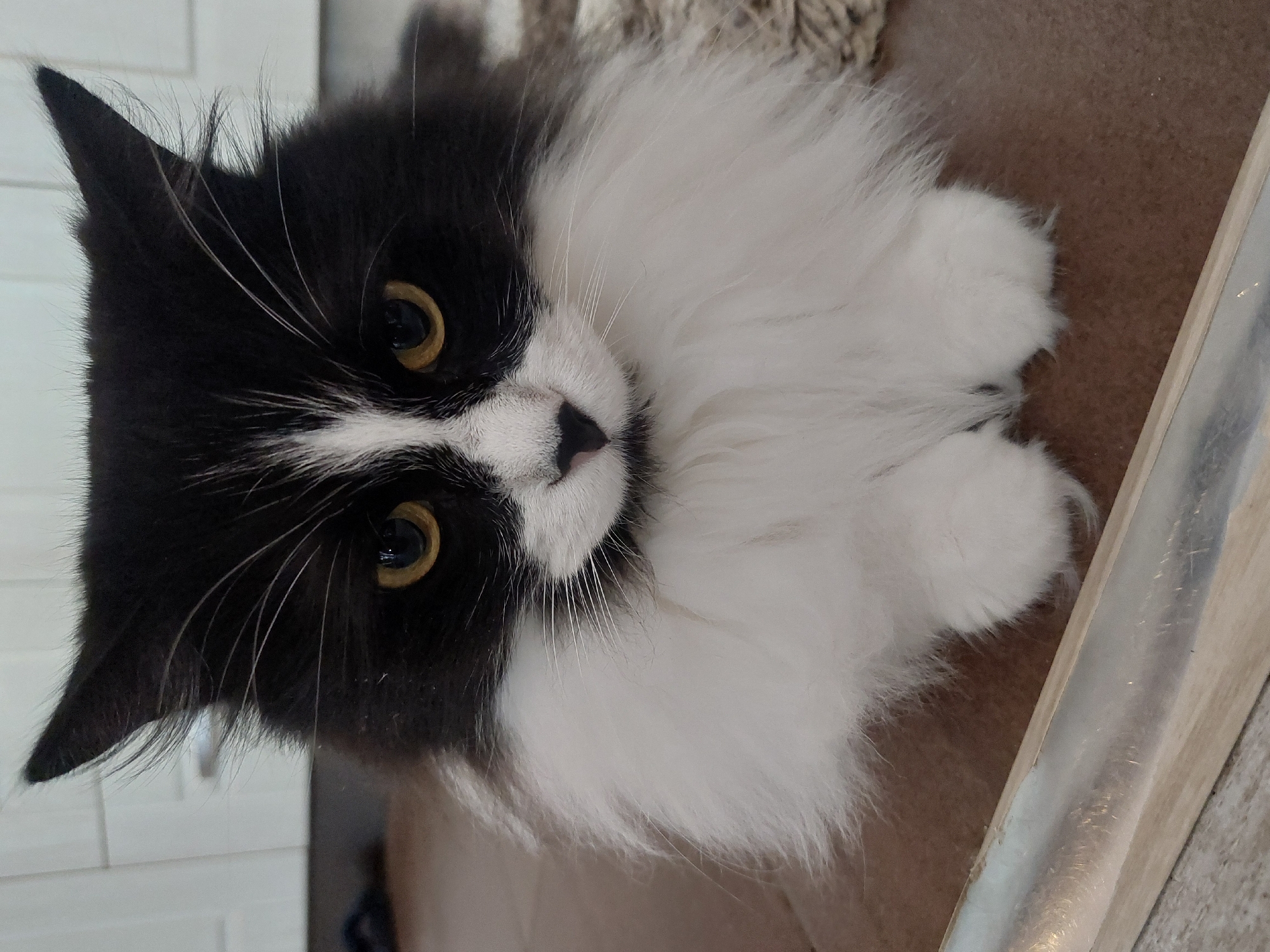 The image displays a fluffy black and white cat, photographed from a high angle, looking directly at the viewer. The cat has a striking "tuxedo" pattern with a black head and back, contrasting sharply with a white muzzle, chest ruff, and front paws. Its eyes are a captivating amber-yellow, and a delicate pinkish-black nose is visible. Long, fine white whiskers extend prominently from its cheeks. The cat's ears are pointed, with visible tufts of fur.
The cat appears to be resting or lying down on a light brown, possibly carpeted or fabric, surface. Its fluffy white paws are visible near the bottom right of the frame. In the background, to the left of the cat, there's a light-colored, possibly tiled, wall or floor, while a metallic or wooden object runs vertically along the right edge of the frame. The setting is indoors, well-lit, and the cat conveys an alert yet calm or curious expression. There is no visible text in the image. The location context for the image is Plovdiv, Bulgaria.