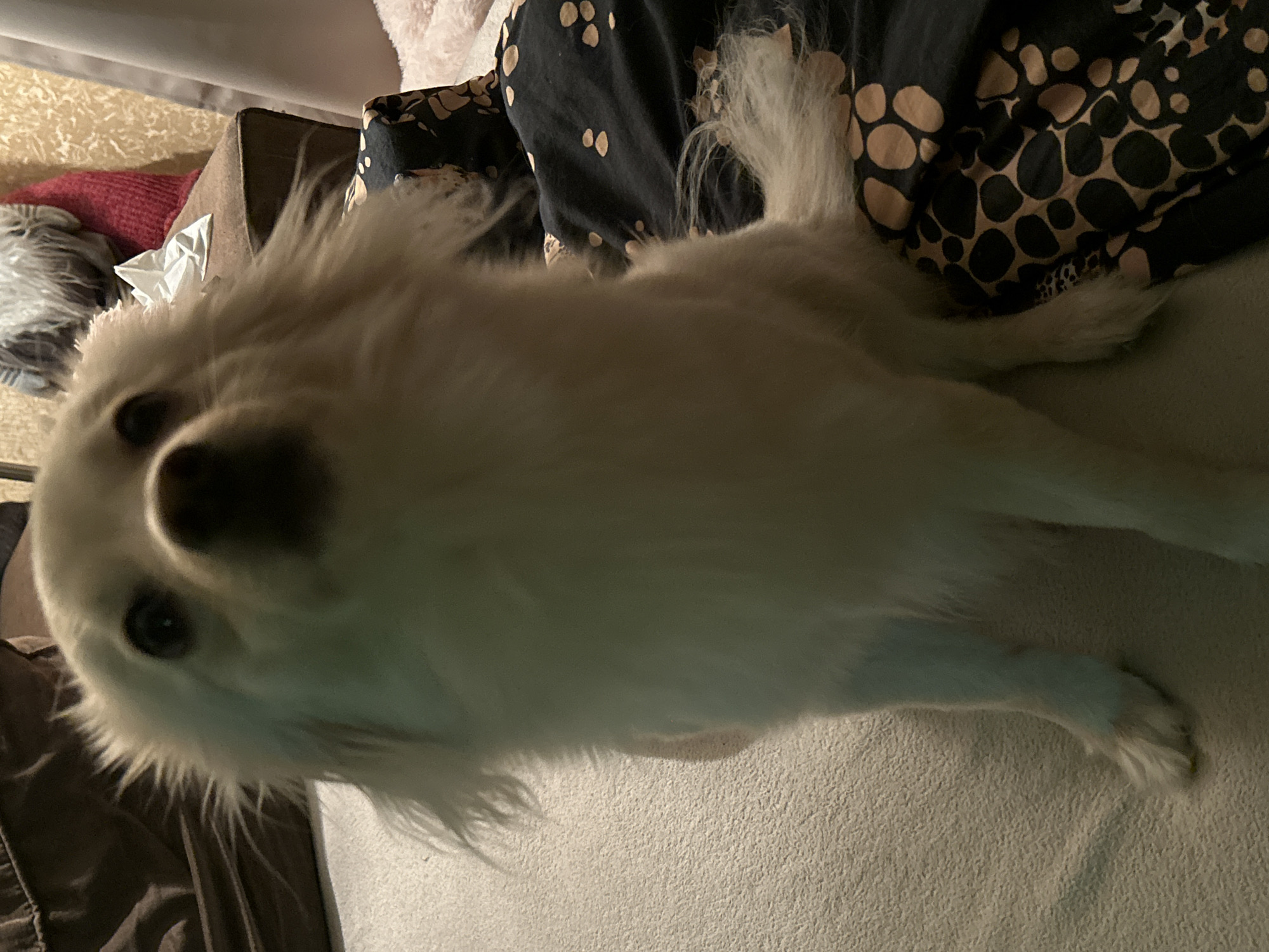 A white fluffy dog is sitting on a bed. The dog is facing forward, with its head tilted slightly. The dog's fur is long and shaggy, and its eyes are dark. The bed is covered with a black blanket with a tan polka dot pattern. In the background, there is a brown sofa. The image appears to have been taken indoors, in a dimly lit room.