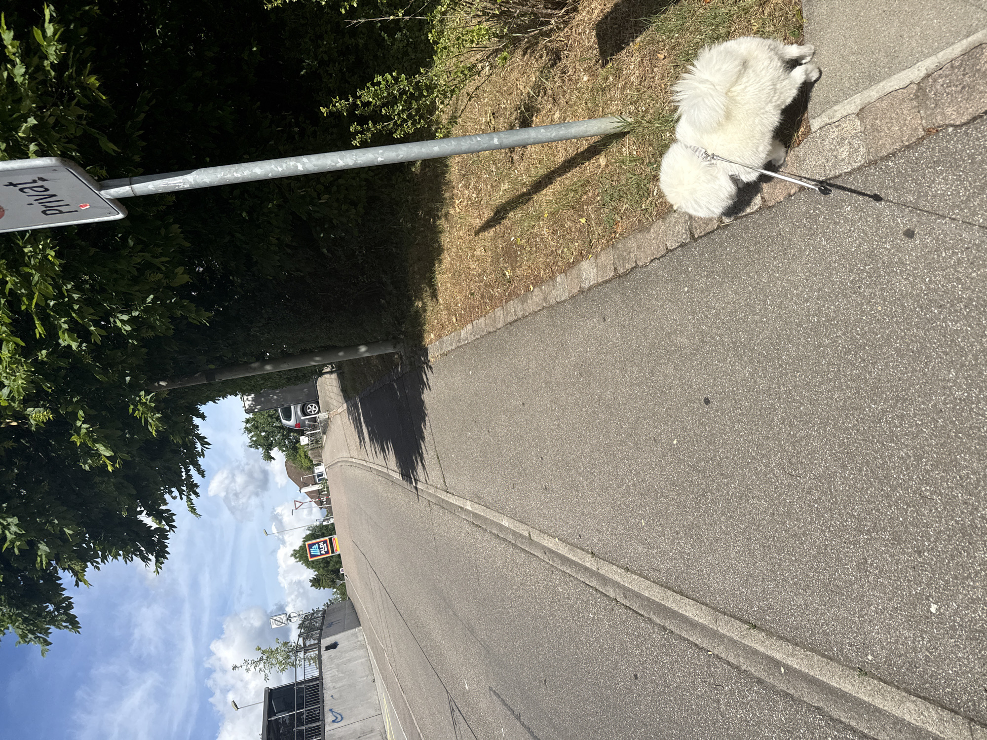 A street scene in Lausen, Switzerland is viewed in an angled shot. A white, fluffy dog is positioned on the sidewalk, attached to a leash. A gray metal pole, presumably part of a sign structure, stretches horizontally across the frame. To the left, dense green foliage is seen, while an "Aldi" sign is visible in the distance. The sky is partially visible, filled with clouds. A vehicle is parked on the side of the street further along. The road appears to be a residential street. The sign attached to the metal pole says "Privat".