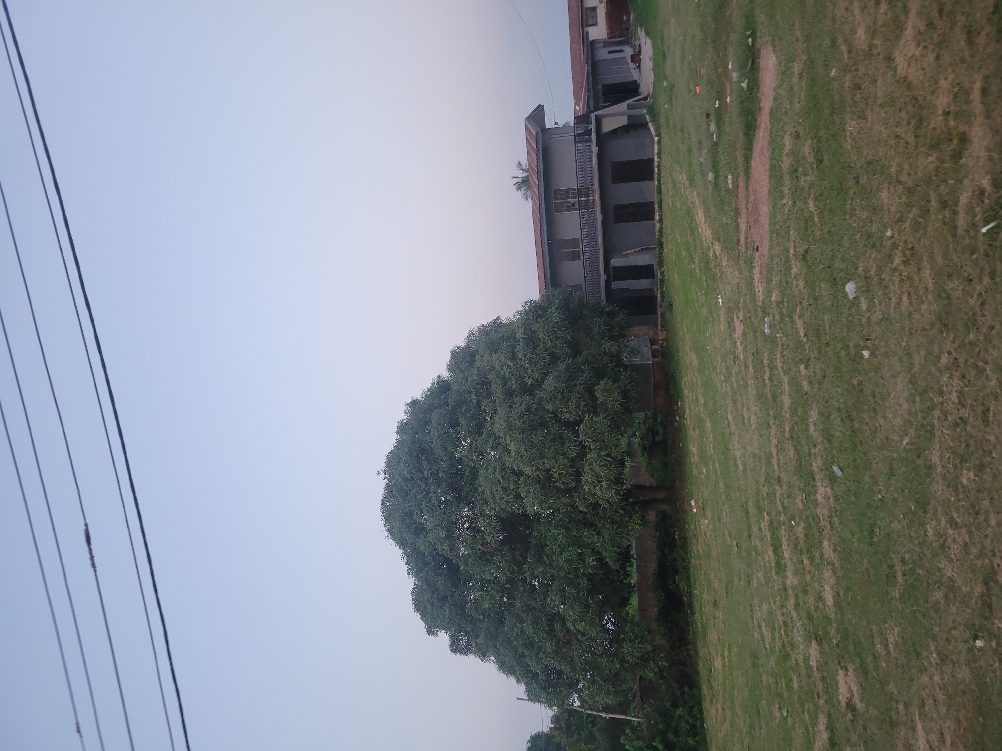 A wide shot of a somewhat overgrown residential property with a large, leafy tree in the foreground and a two-story building in the background. The sky is overcast and a pale blue. There are four power lines running across the top of the frame. The tree is to the left of the frame, with its dense green foliage dominating the left half of the image. The building is to the right of the frame and appears to be a pale gray color with a reddish-brown, slightly rusted metal roof. It has several windows and a balcony with an ornate railing on the second floor. The ground in front of the building is covered in grass, with patches of brown and scattered litter. The grass in the foreground is also a bit patchy and worn in places. There are other trees and shrubbery visible behind the large tree and to the right of the building. The scene appears to be set in the early morning or late evening due to the diffused light.