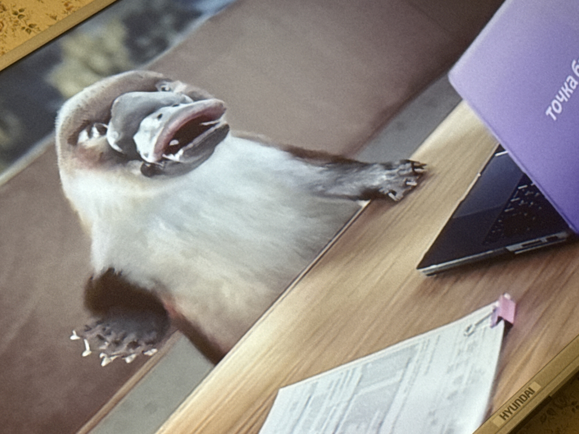 A photo shows a platypus next to a laptop and documents on a desk. A label that says "Hyundai" is visible. The laptop cover is purple and has Russian text on it. The platypus is looking upward with its mouth open. The background is a light brown color. It is impossible to determine the location from this image.
