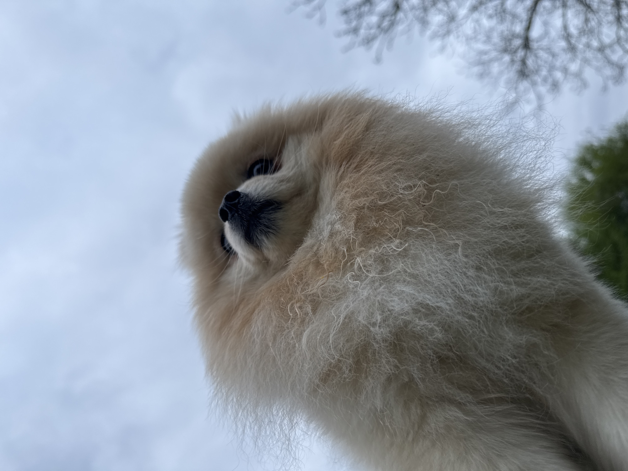 The image shows a low-angle view of a cream-colored Pomeranian dog, with its head tilted to the left. The dog has a black nose, small dark eyes, and fluffy fur. In the background, the sky is overcast and pale blue. There are some blurry tree branches visible in the upper right corner. The location is not identifiable as Bietigheim-Bissingen, Germany, based on the visual information provided. No people, specific objects other than the dog and tree branches, actions, or interactions are visible.