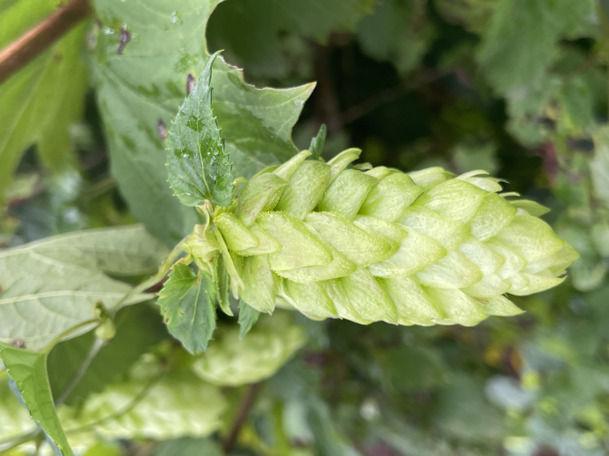 A close-up, eye-level shot captures a cluster of unripe hops on a vine, set against a blurred background of green foliage and dark branches. The hops, light green in color, are conical in shape and covered with small, overlapping bracts that give them a textured appearance. Droplets of water glisten on the leaves and the surface of the hops, suggesting recent rain or dew. The overall lighting is soft and natural, with the focus sharply on the central hop cluster. The image does not depict any people or specific urban features, and thus its location within Озон Снт, Russia, cannot be visually determined from the photograph itself.
