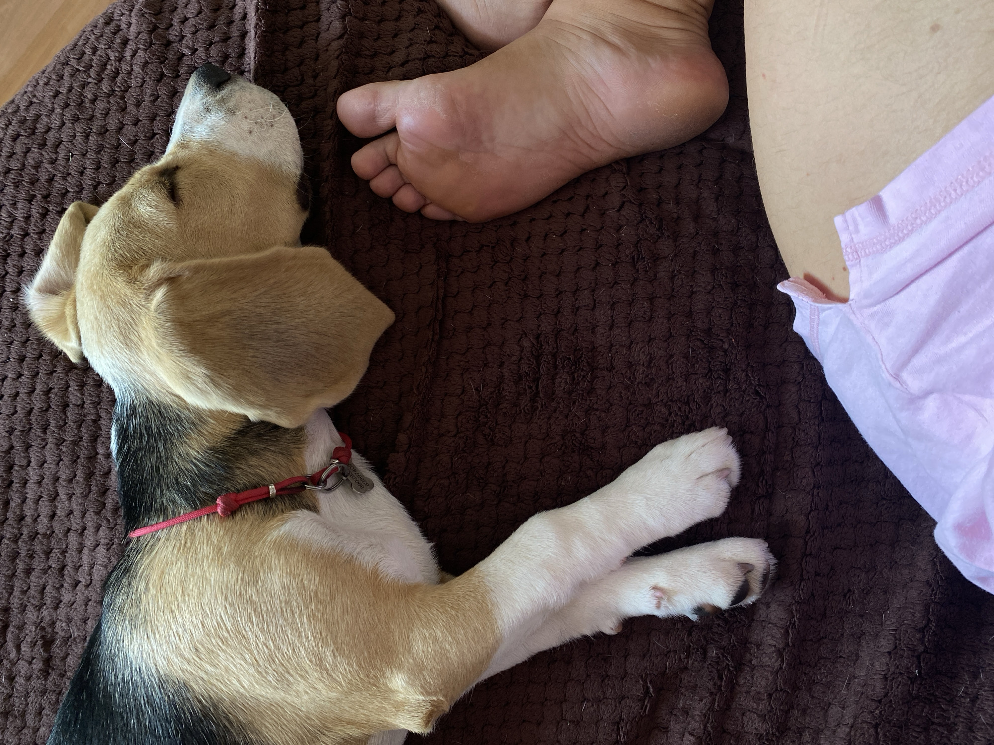 A beagle dog is sleeping on a brown textured surface next to a person's feet. The dog is lying on its side with its head resting down, eyes closed, and wearing a red collar with a heart-shaped tag. The dog's paws are crossed in front of its body. One bare foot of a person is visible to the right of the dog, with the sole facing upwards. The person is wearing a pink garment, partially visible at the bottom of the frame. The environment appears to be indoors, with a soft, carpet-like surface. There is no information available to indicate the location in the city of Perm, Russia.