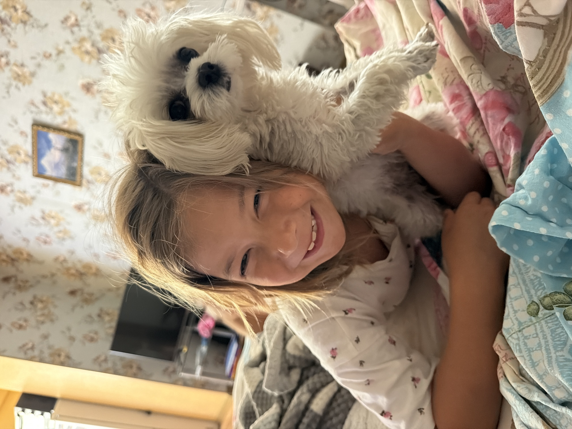 A young girl with blonde hair is lying down, smiling at the camera, with a white fluffy dog resting on top of her head. The girl is wearing a white shirt with a floral pattern. The dog's face is visible, with dark eyes and nose. They are surrounded by colorful blankets, one with a pink floral pattern and another with blue polka dots. In the background, there is a wall with a floral wallpaper and a framed picture. A television screen is visible on the wall. The lighting suggests it is daytime. The overall mood is playful and affectionate.