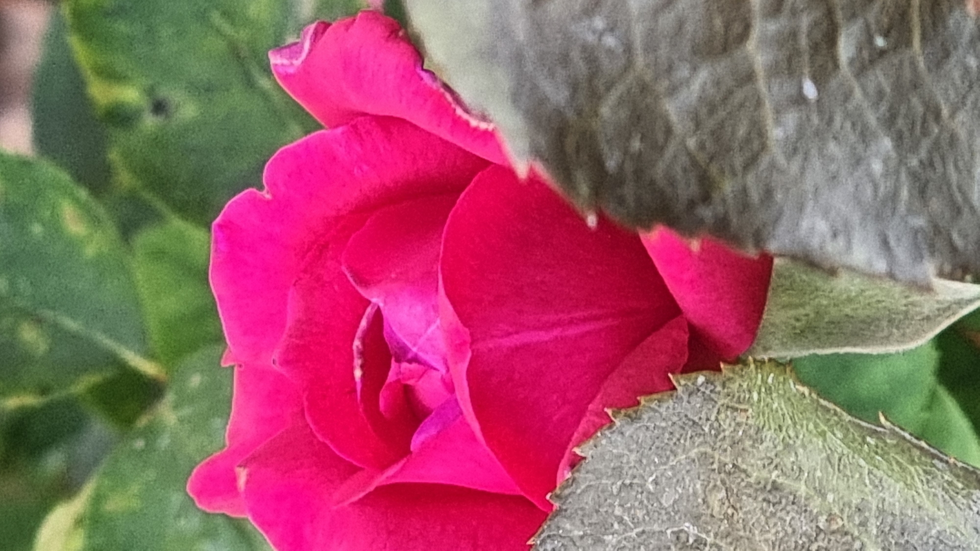 A close-up, vertically oriented, eye-level shot shows a vibrant pink rose blossom partially obscured by large, textured, greyish-green leaves. The rose is in focus, revealing delicate, layered petals with subtle variations in shade and texture, including a deeper fuchsia hue towards the center. The leaves in the foreground and on the right are out of focus and appear rough, with visible veins and small white specks. The background consists of blurred green foliage, suggesting a garden setting. The lighting is natural, casting soft shadows and highlighting the bloom. The image was captured in Sant Joan les Fonts, Spain.