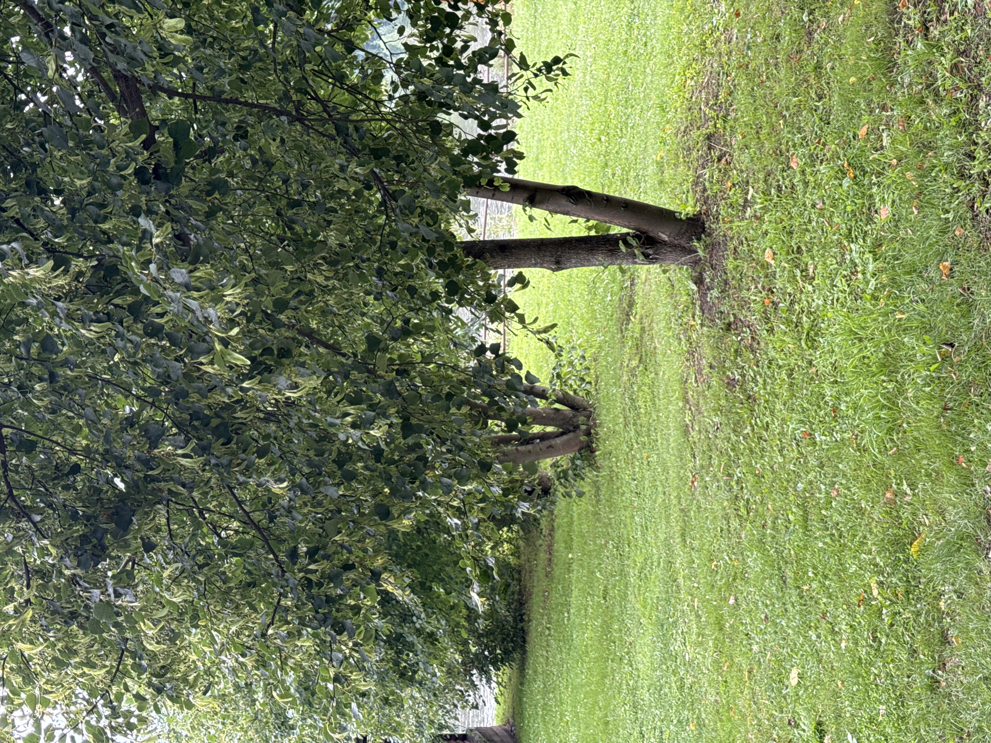 The image captures a naturalistic outdoor scene, likely a park or a landscaped area, with a focus on lush green grass and mature trees. The grass is well-maintained, appearing healthy and vibrant, with scattered fallen leaves indicating a possible autumn season or just natural shedding. Several trees are prominently featured, their branches laden with dense green foliage. The trees in the foreground have visible trunks, one of which splits into two main stems. The foliage of the trees shows a mix of green and lighter, almost yellowish-green leaves, suggesting a possible variegation or a change in leaf color. In the background, more trees and dense green bushes are visible, contributing to the overall sense of a verdant environment. The lighting suggests an overcast or diffused daylight, casting soft shadows. The overall impression is one of tranquility and natural beauty. There are no people or discernible human activity in the image. The location is specified as Ust-Mana, Russia.