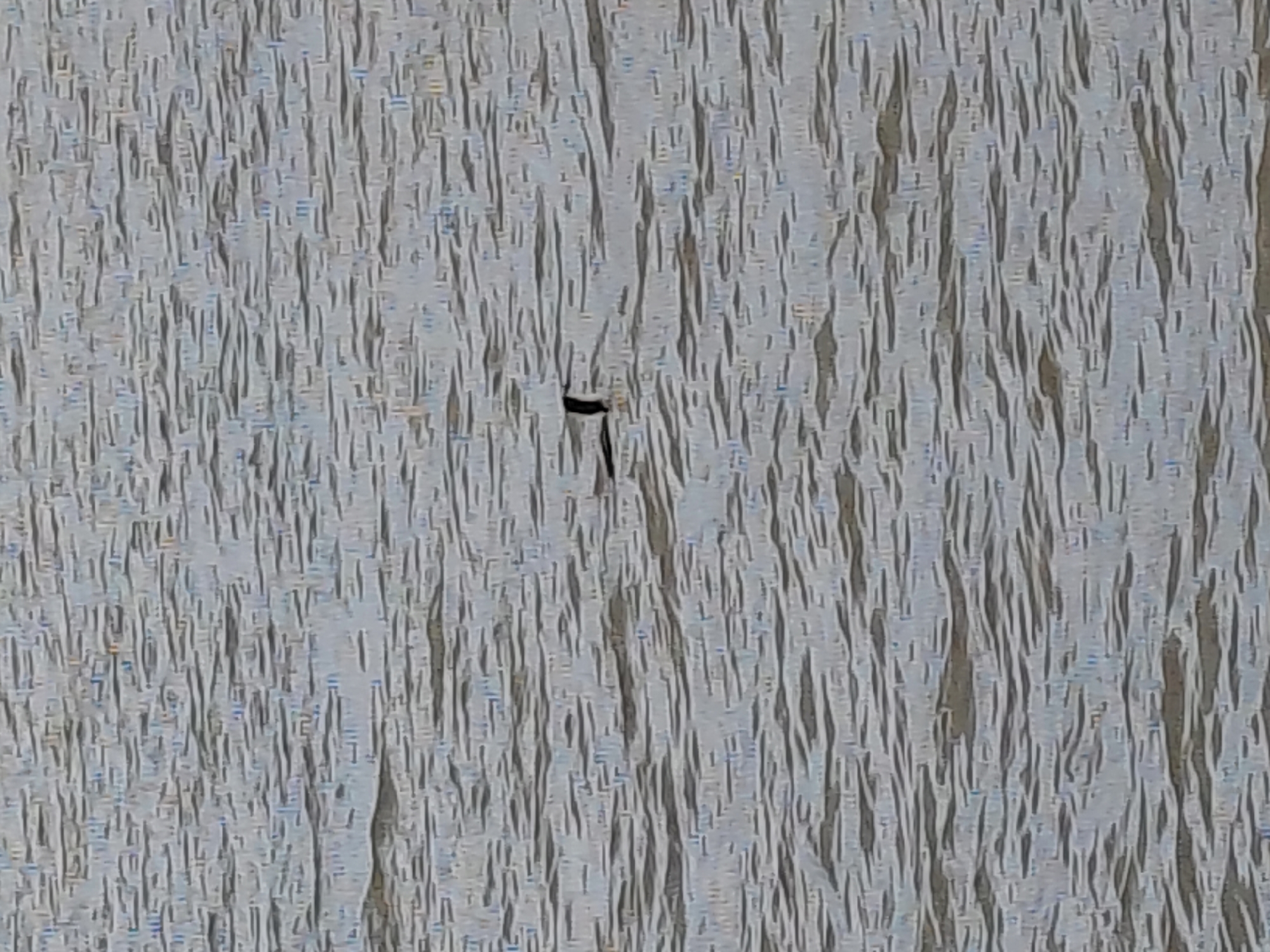 An underexposed, abstract photograph captures a small, dark-colored bird swimming in choppy, grey water. The bird is positioned slightly left of the center of the frame, with its head and a portion of its body visible above the surface. The water exhibits horizontal ripples and variations in shade, suggesting movement and light reflection. The overall scene appears to be an outdoor body of water, possibly a river or lake, within the city of Encarnación, Paraguay, though specific landmarks are not discernible.