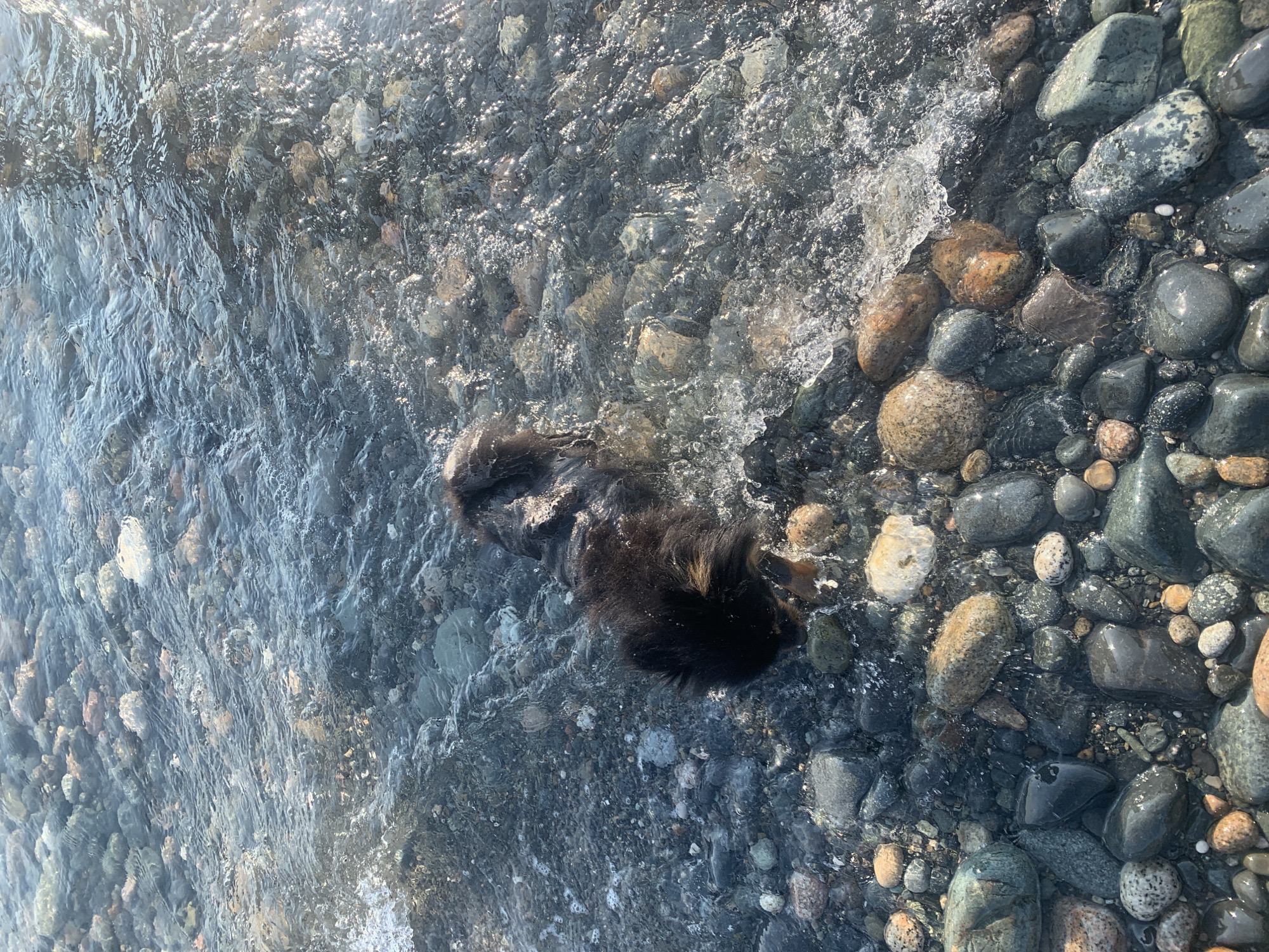 A small, dark-furred dog stands in shallow, clear water flowing over a rocky shore in Gulripshi, Abkhazia. The dog is wet, with water splashing around its paws and hindquarters. The rocks on the shore are varied in size, color, and shape, ranging from small pebbles to larger, smoother stones. Sunlight glints off the water's surface and the wet stones, creating bright highlights. The water appears to be a river or stream, with a gentle current visible. The background is out of focus, suggesting the image was taken from a slightly elevated perspective.
